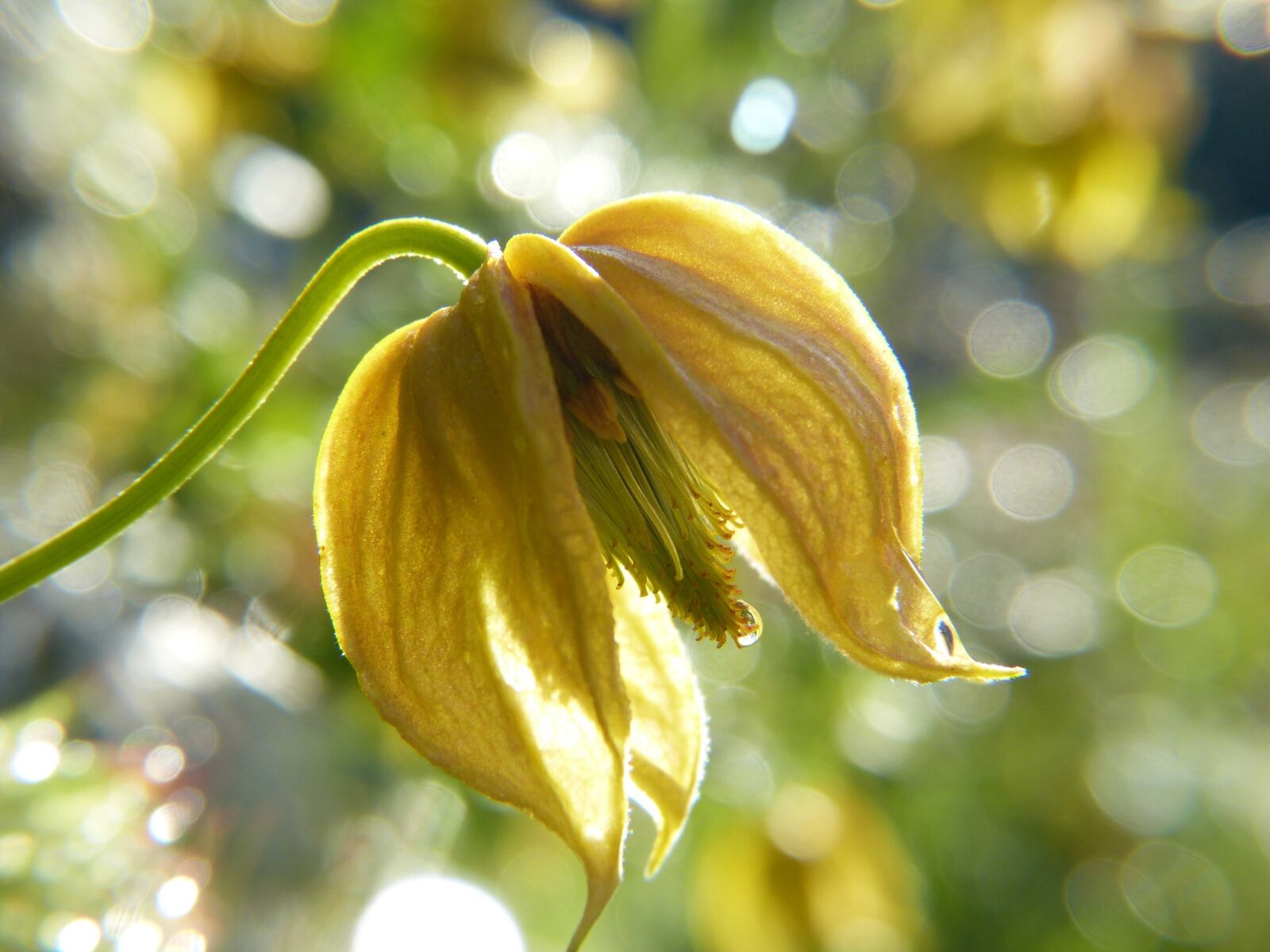 Panasonic Lumix DMC-FZ150 sample photo. Clematis, yellow, bokeh photography