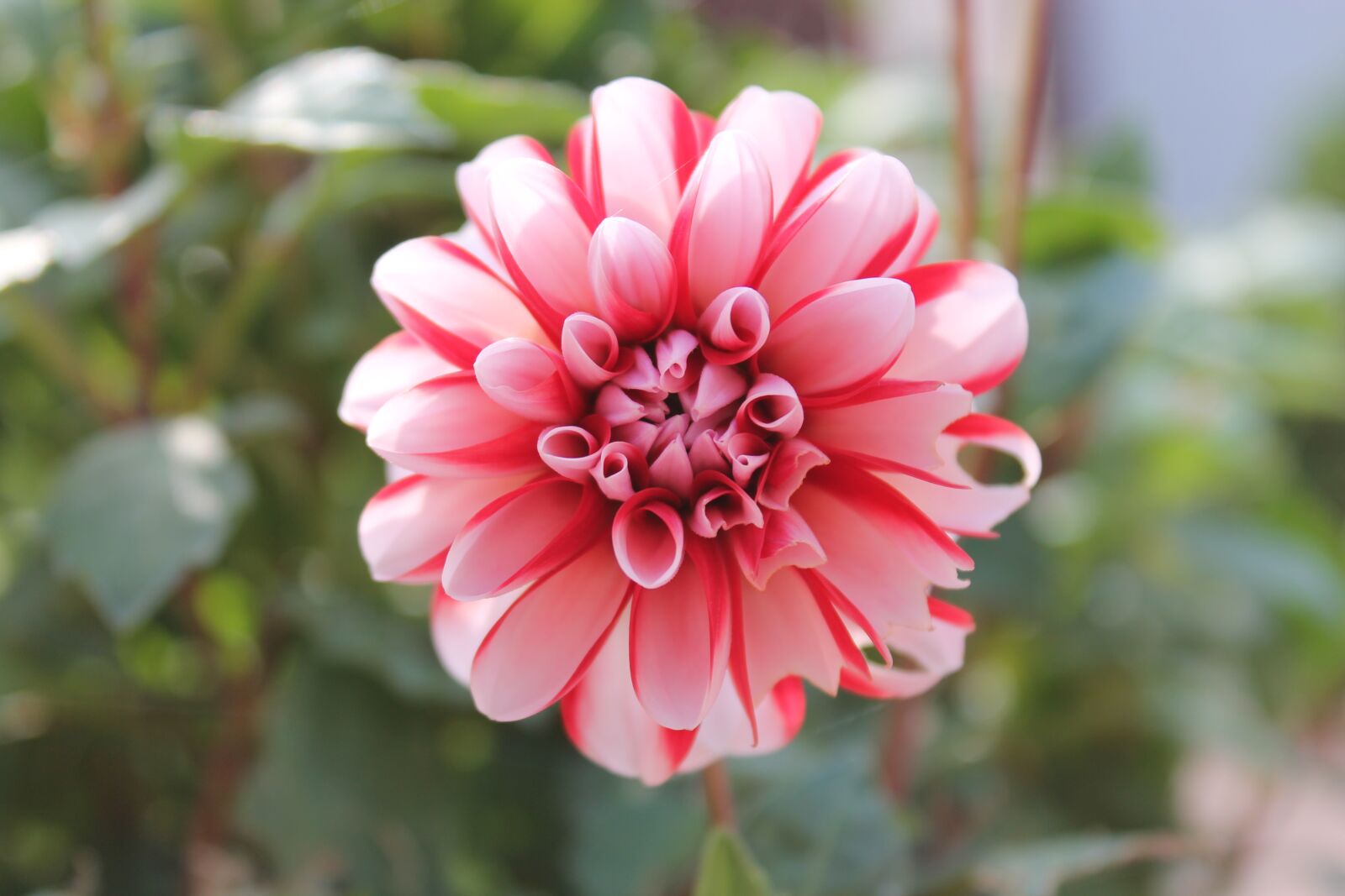 Canon EOS 1100D (EOS Rebel T3 / EOS Kiss X50) sample photo. Nature, flower, plant photography