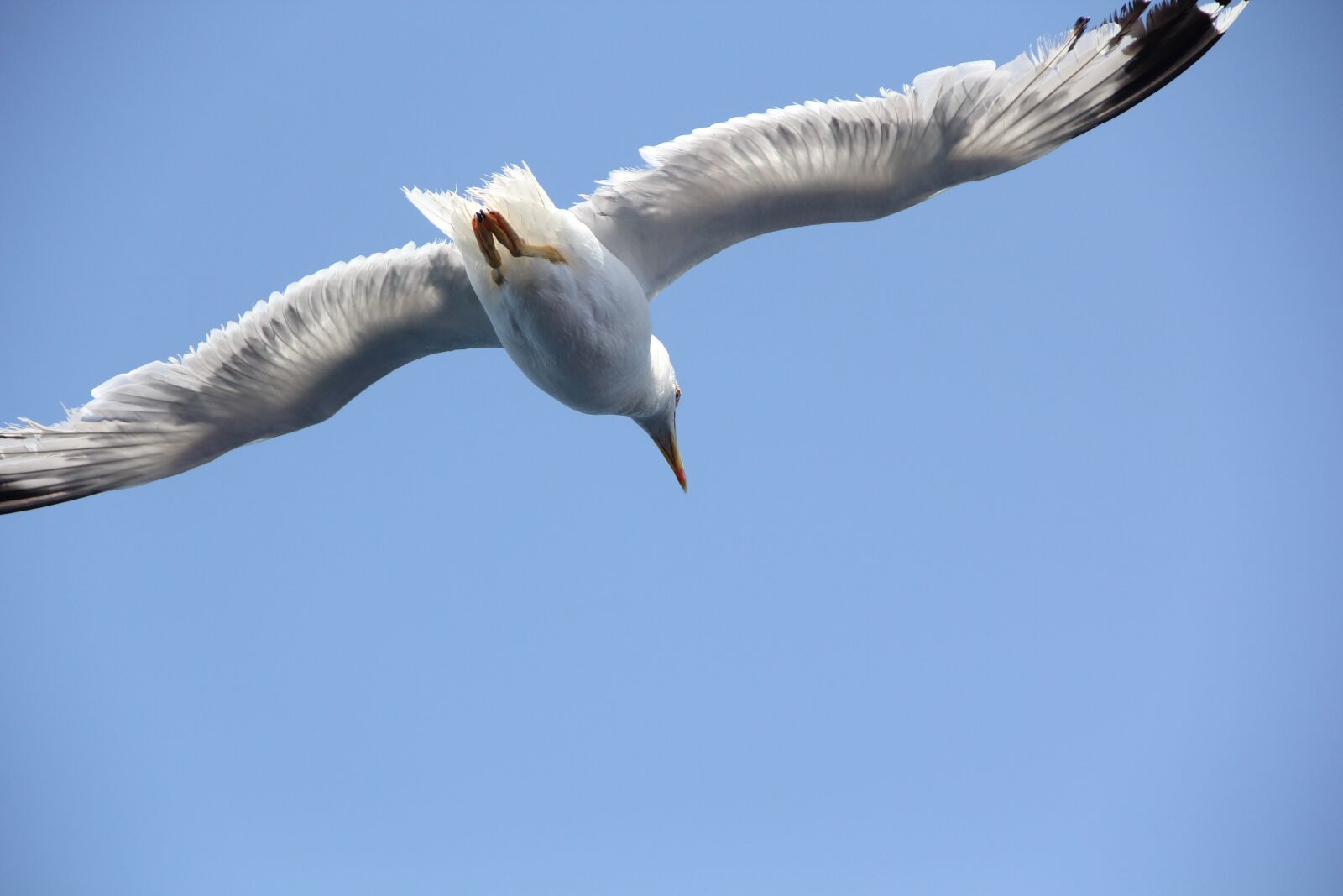 Canon EOS 60D sample photo. Fly, sky, flying photography