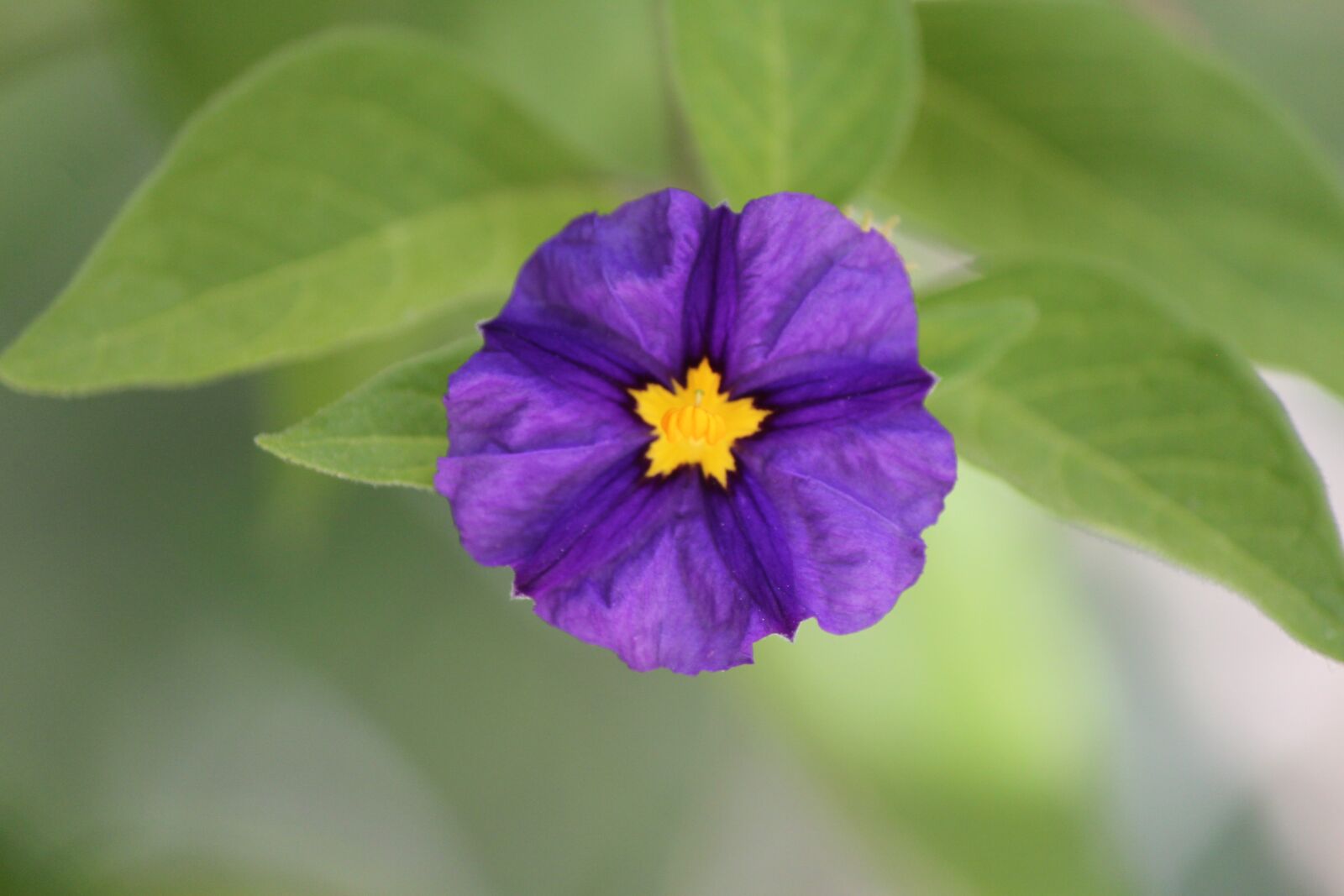 Canon EOS 500D (EOS Rebel T1i / EOS Kiss X3) sample photo. Flower, purple, california photography