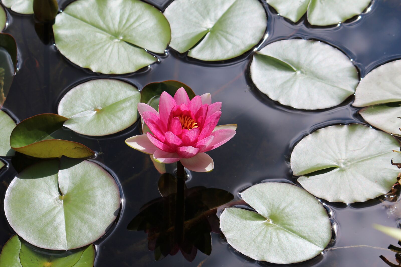 Canon EOS 600D (Rebel EOS T3i / EOS Kiss X5) sample photo. Garden, garden pond, water photography