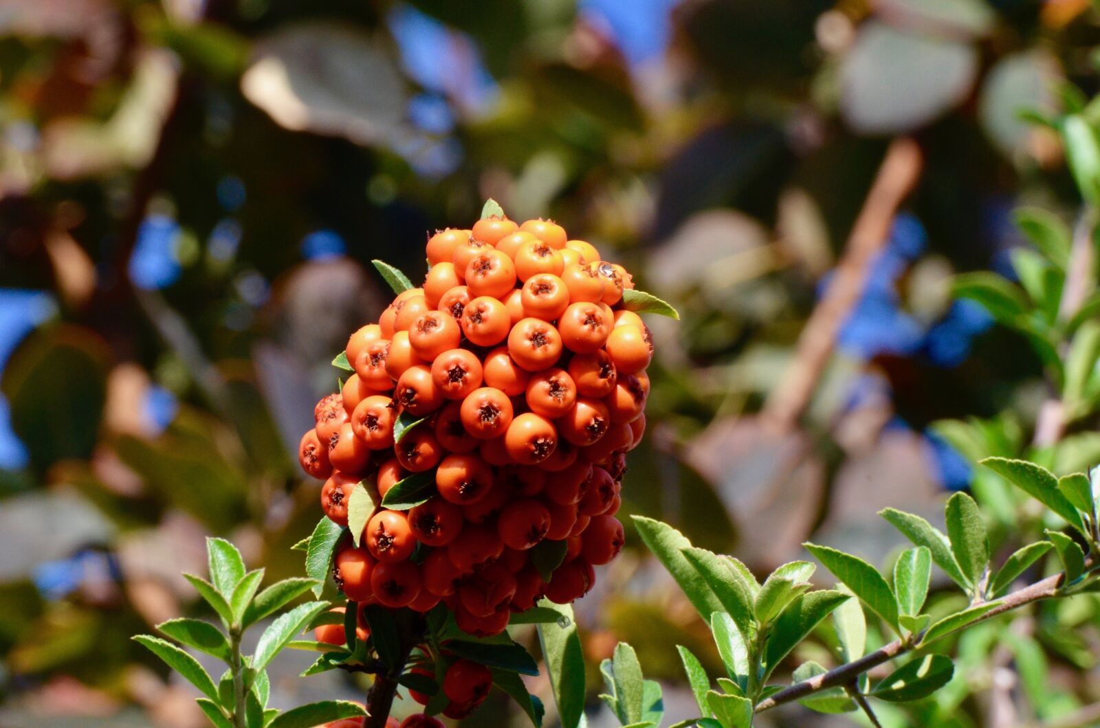 Nikon D5100 sample photo. Hawthorn berries, hawthorn, berries photography