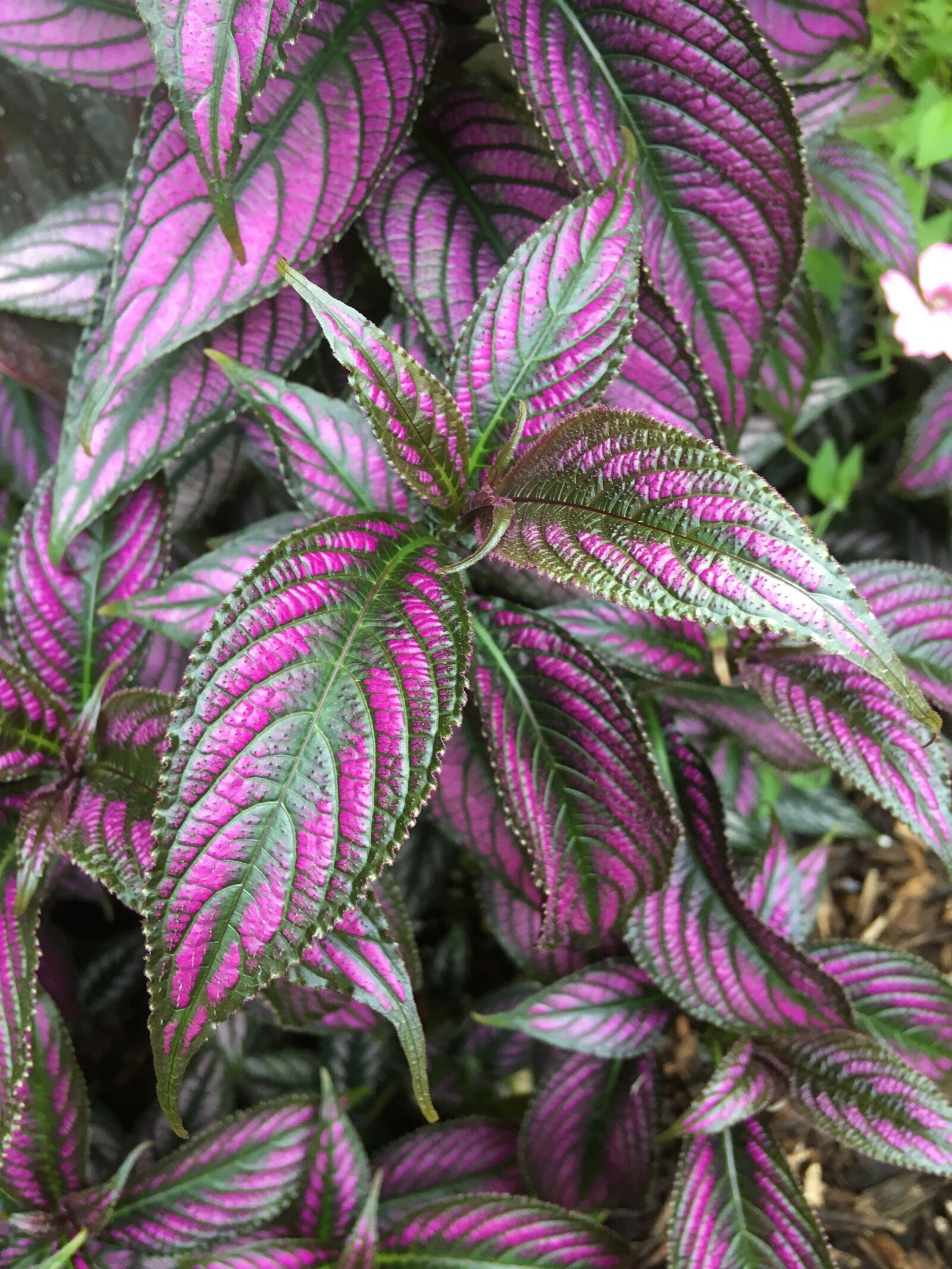 iPhone SE back camera 4.15mm f/2.2 sample photo. Pink and green, plant photography