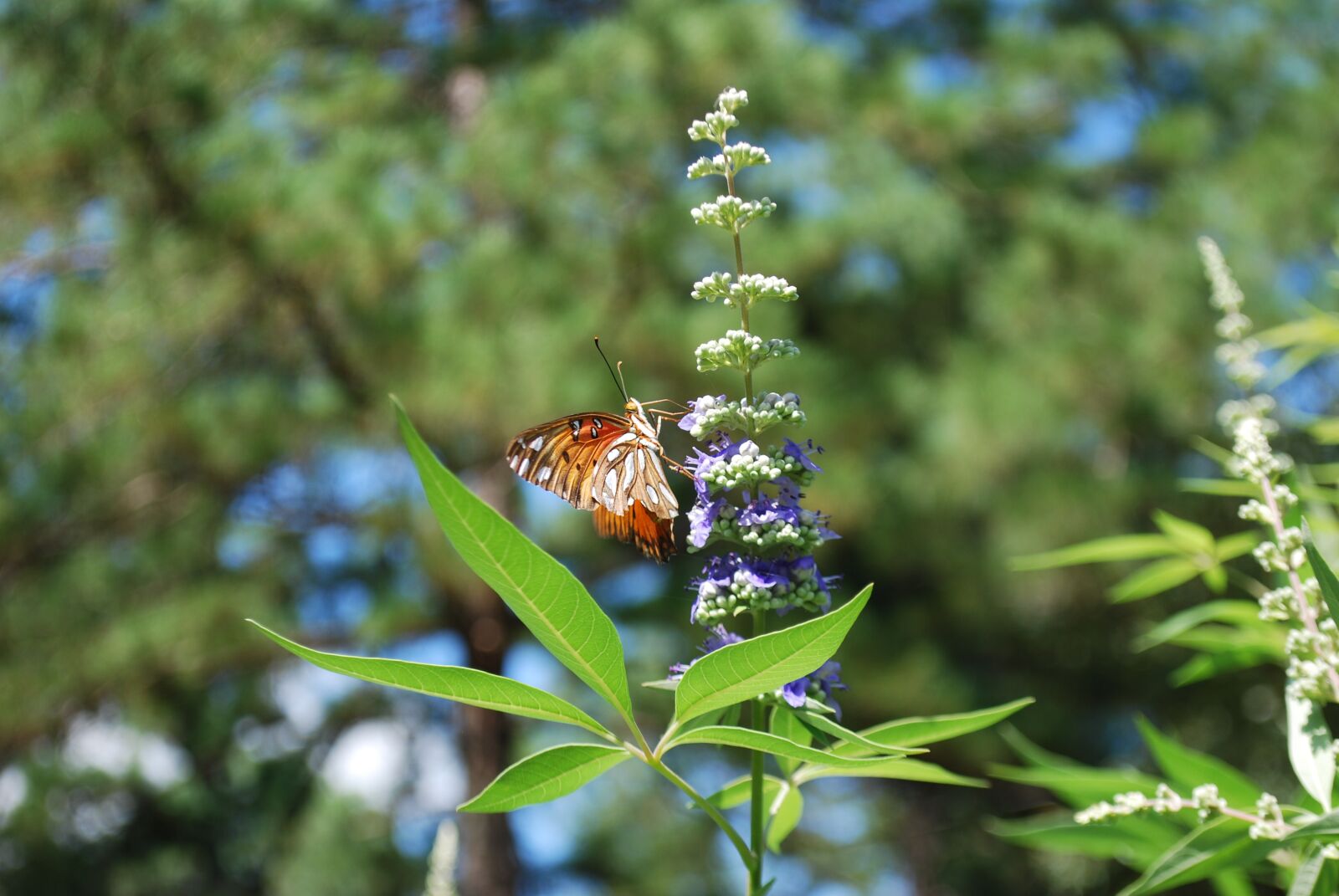 Nikon D60 sample photo. Butterfly, vitex, chaste photography