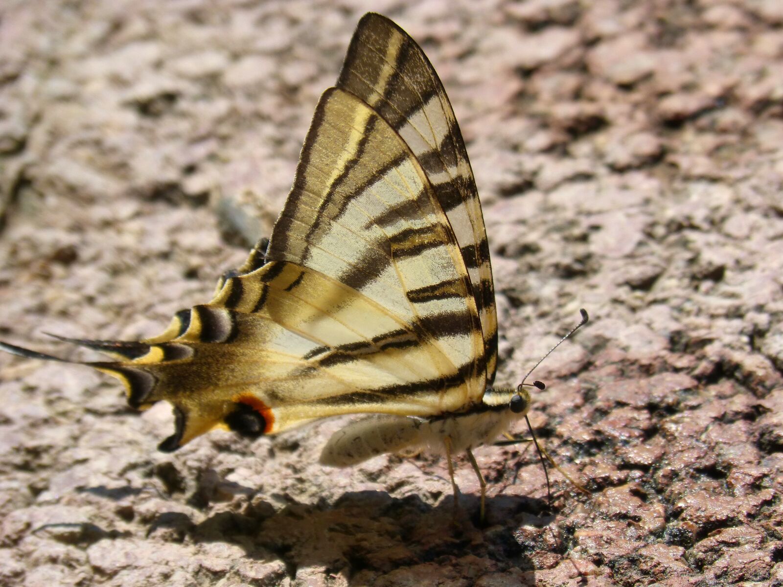 Panasonic DMC-FZ62 sample photo. Butterfly, machaon, beauty photography