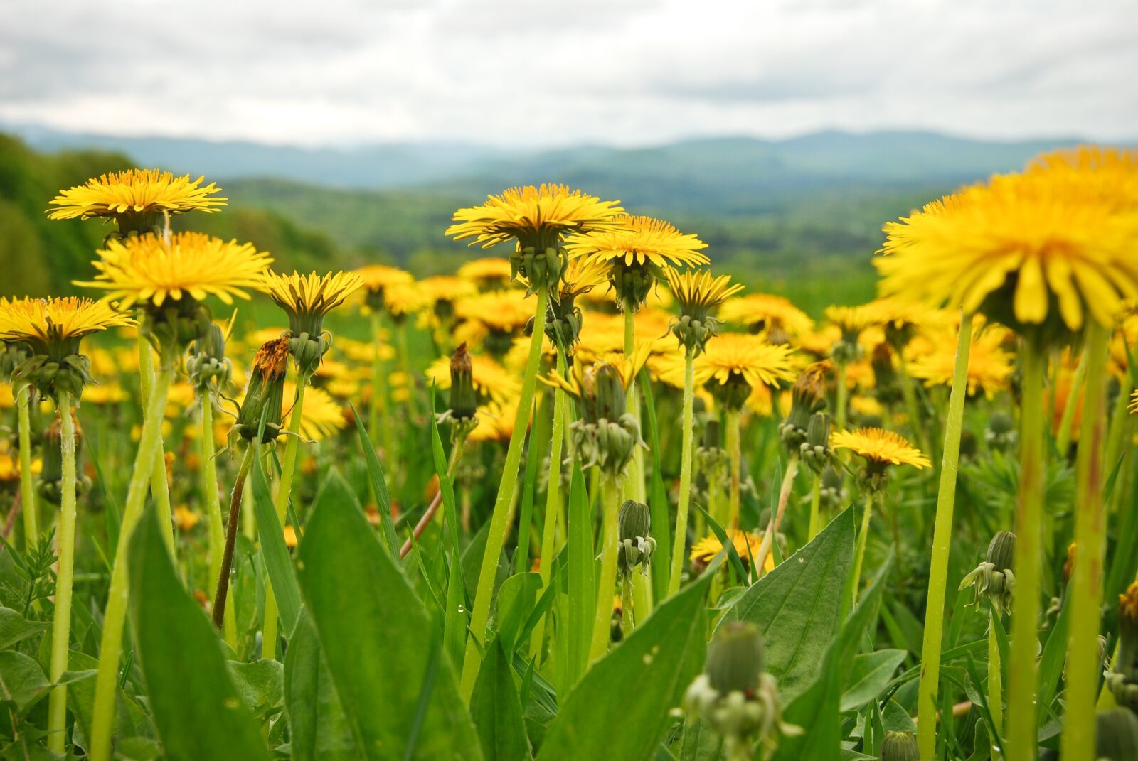 Nikon D80 sample photo. Dandelions, spring, mountains photography