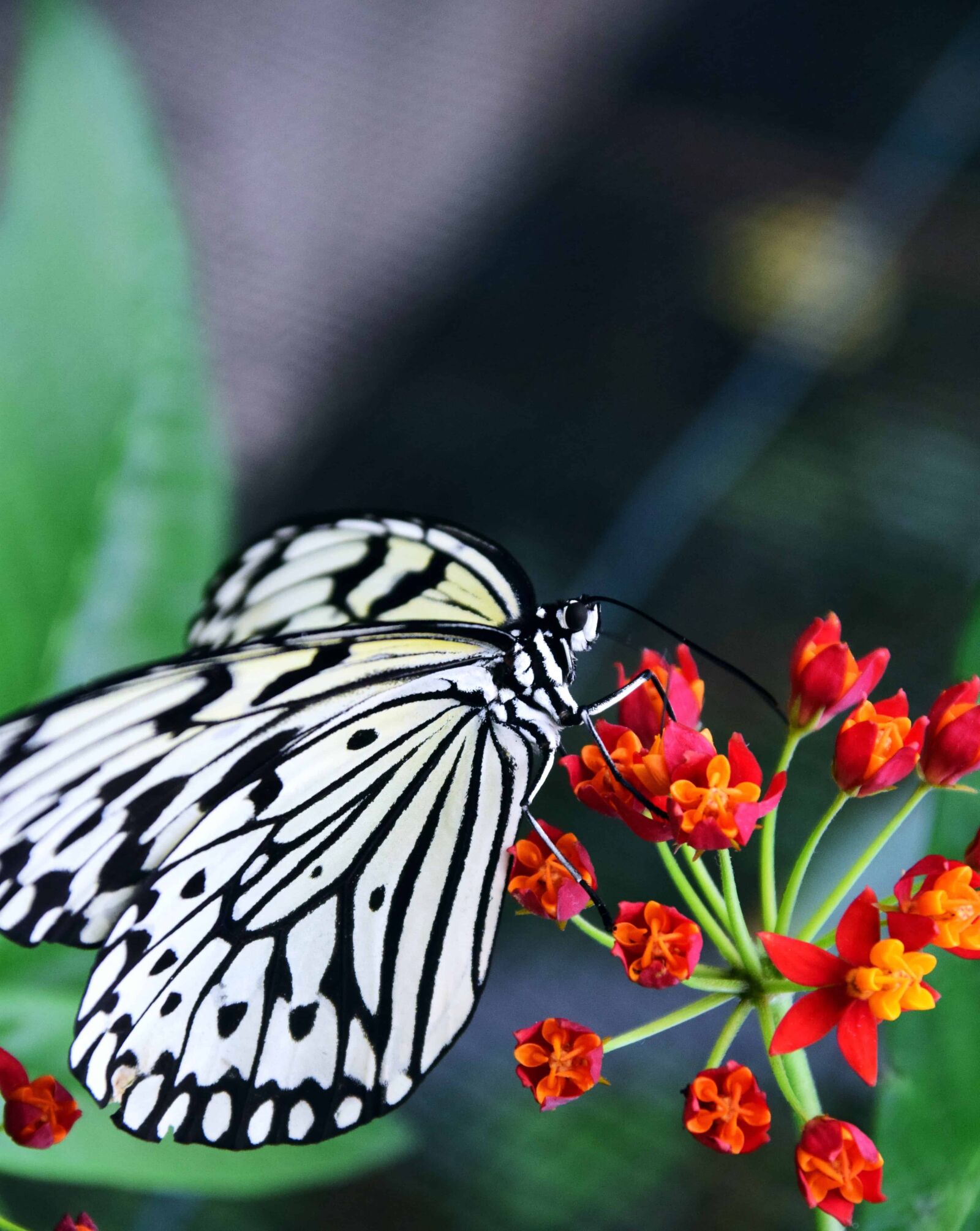 Nikon D3300 sample photo. Leaf, butterfly, insect, nature photography