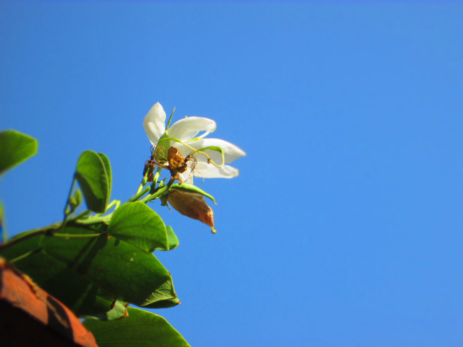 Canon PowerShot A810 sample photo. Autumn, blue, sky, caution photography
