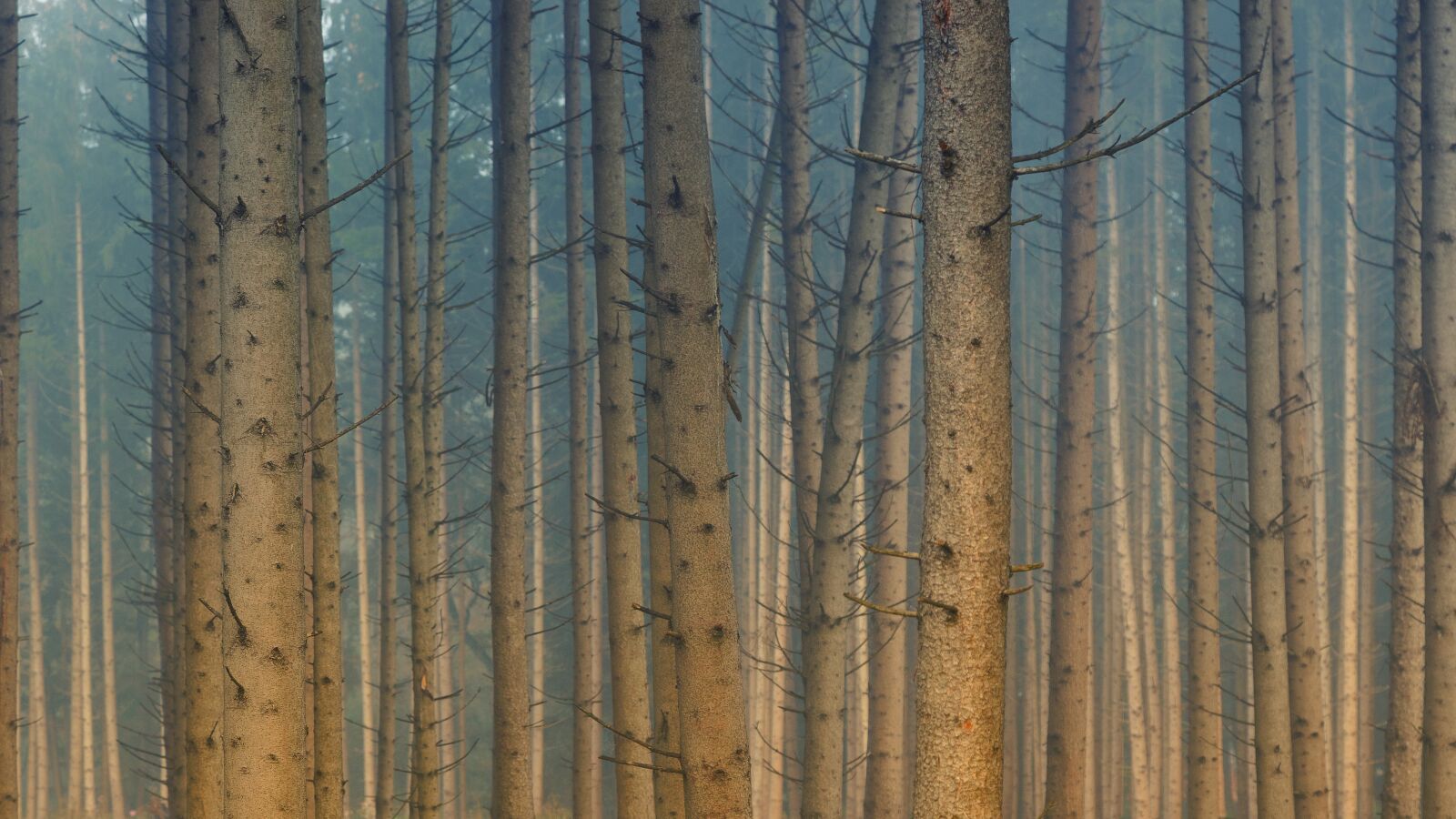 Sony a7 + Sony DT 50mm F1.8 SAM sample photo. Forest, trees, fog photography