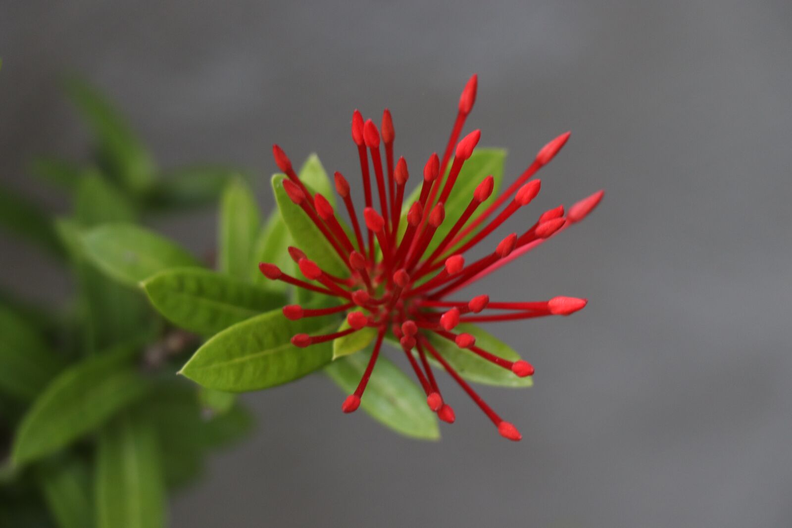 Canon EOS 77D (EOS 9000D / EOS 770D) sample photo. Flower, red, flowers photography
