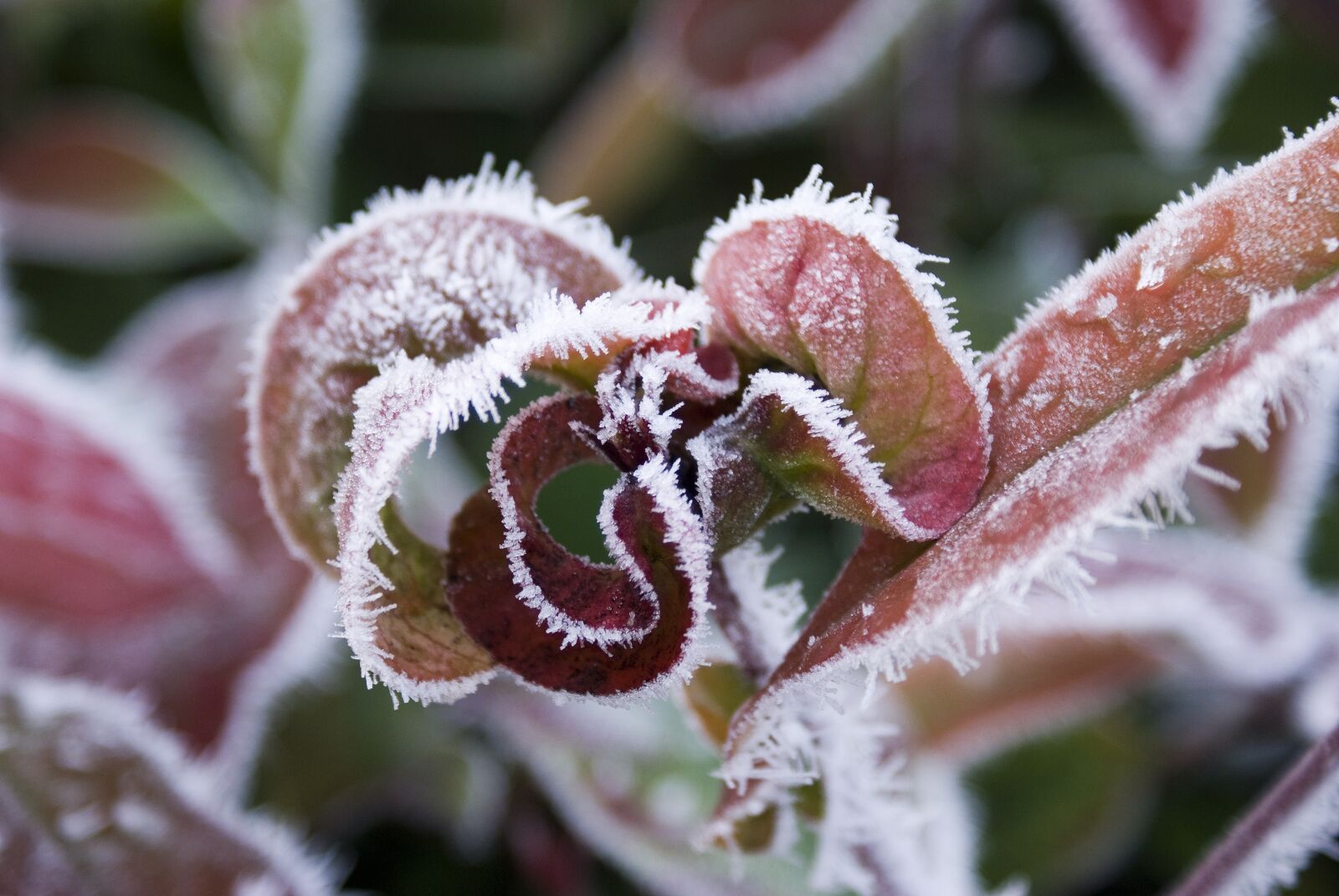Sony Alpha DSLR-A100 sample photo. Leaves, frozen, winter photography