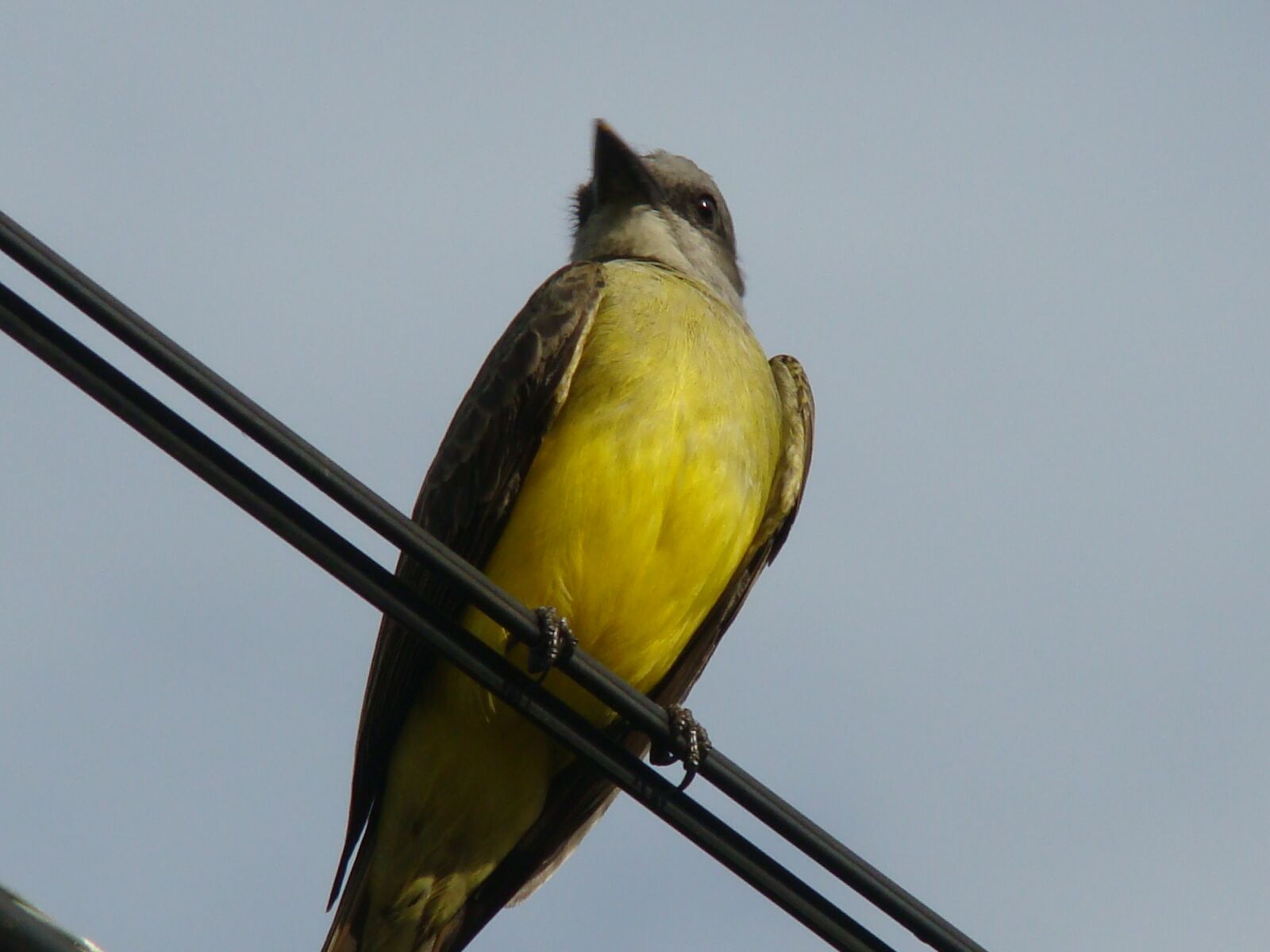 Sony DSC-H7 sample photo. Tropical bird, sky, nature photography