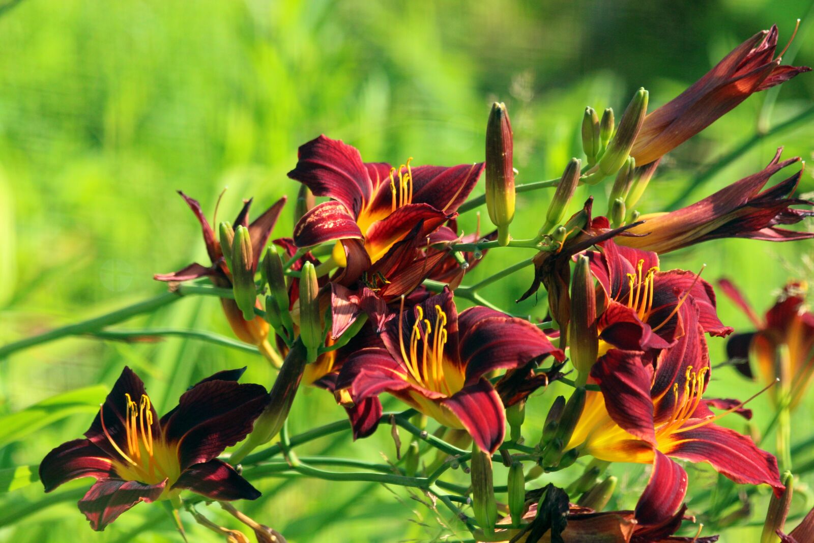 Canon EOS 650D (EOS Rebel T4i / EOS Kiss X6i) sample photo. Day-lily, flowers, nature photography