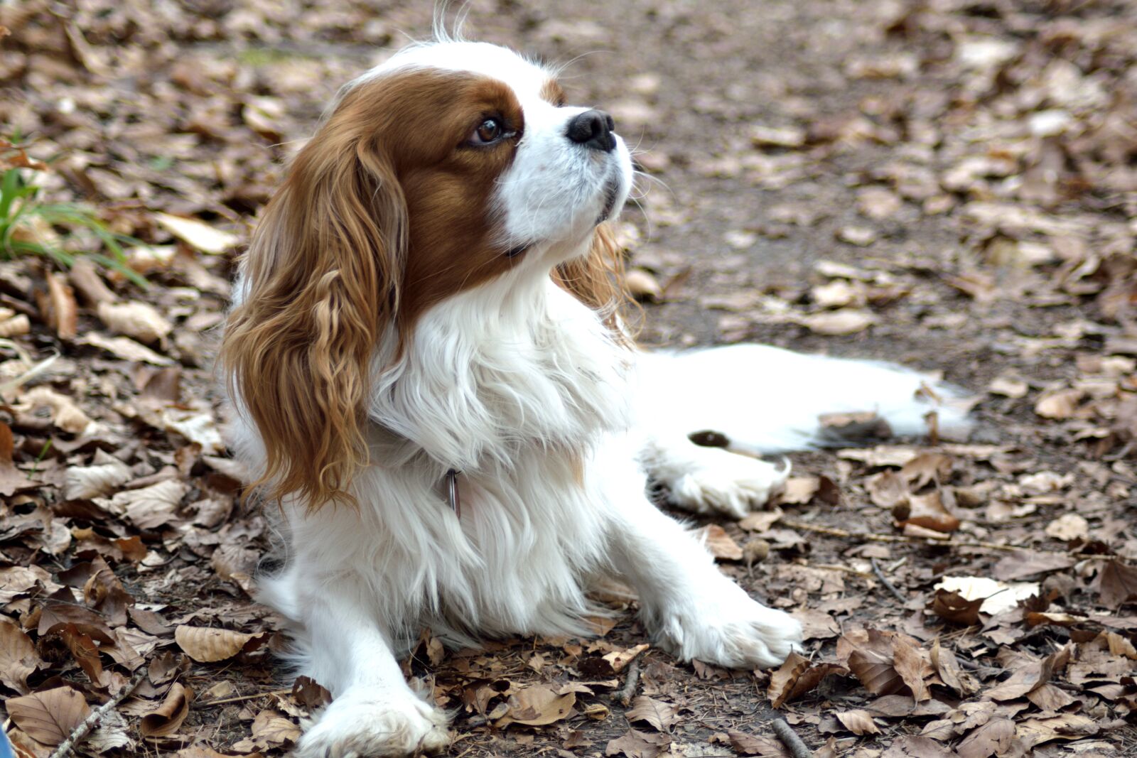 Nikon D3300 sample photo. Dog, small, purebred dog photography