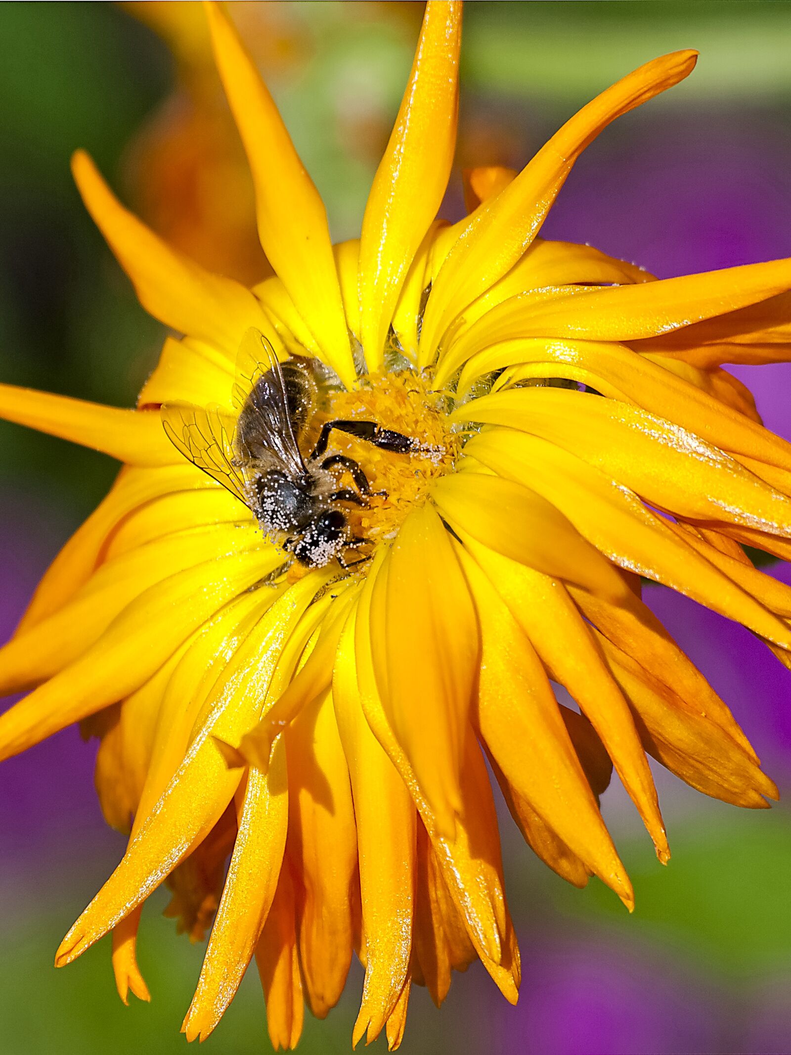 Olympus Zuiko Digital ED 70-300mm F4.0-5.6 sample photo. Bee, honey bee, flower photography