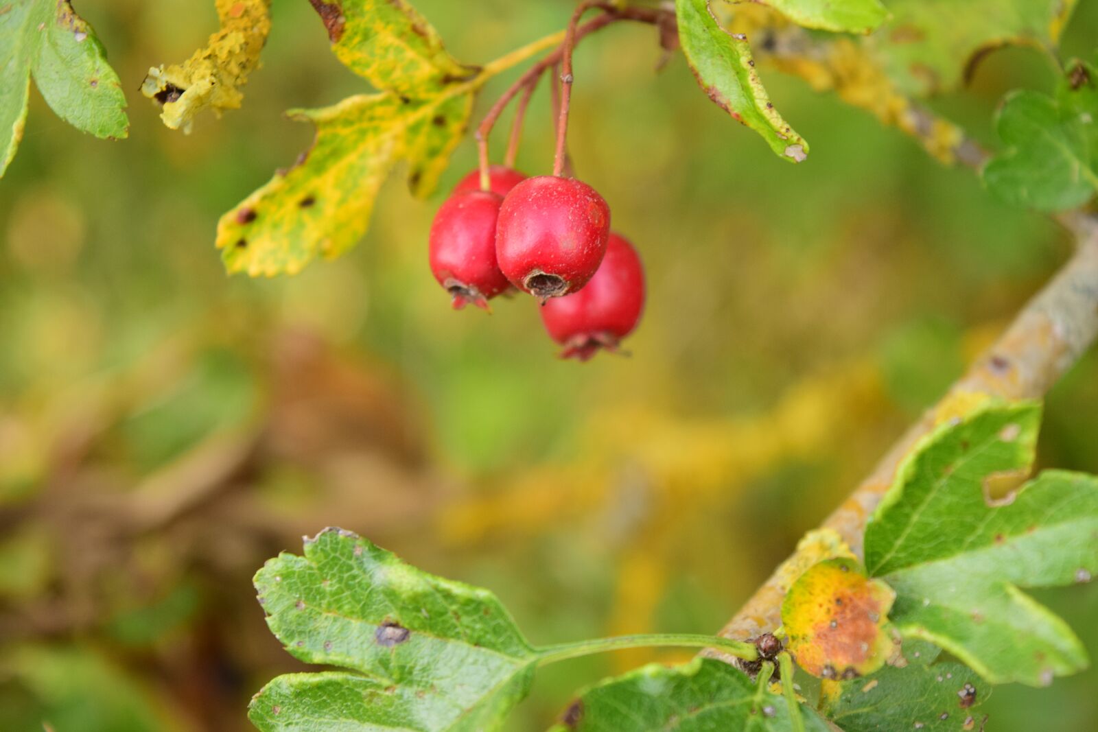 Nikon D3300 sample photo. Rowanberries, red, berries photography