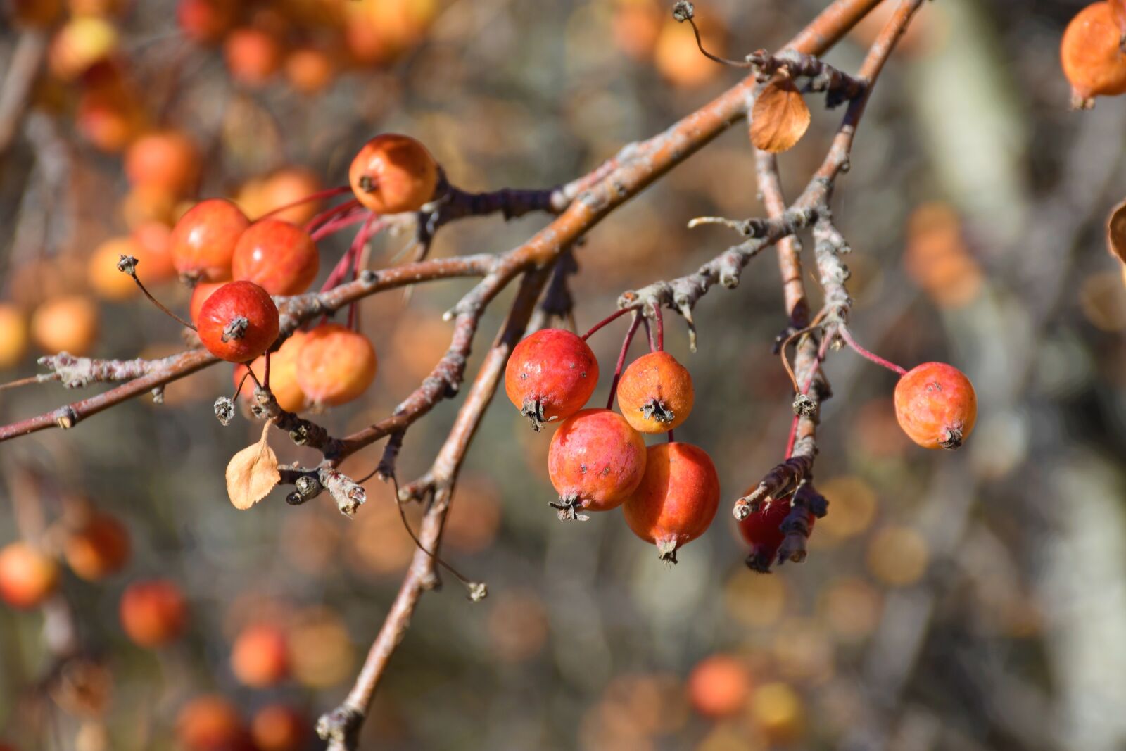 Nikon D7200 sample photo. Fall, apples, tree photography