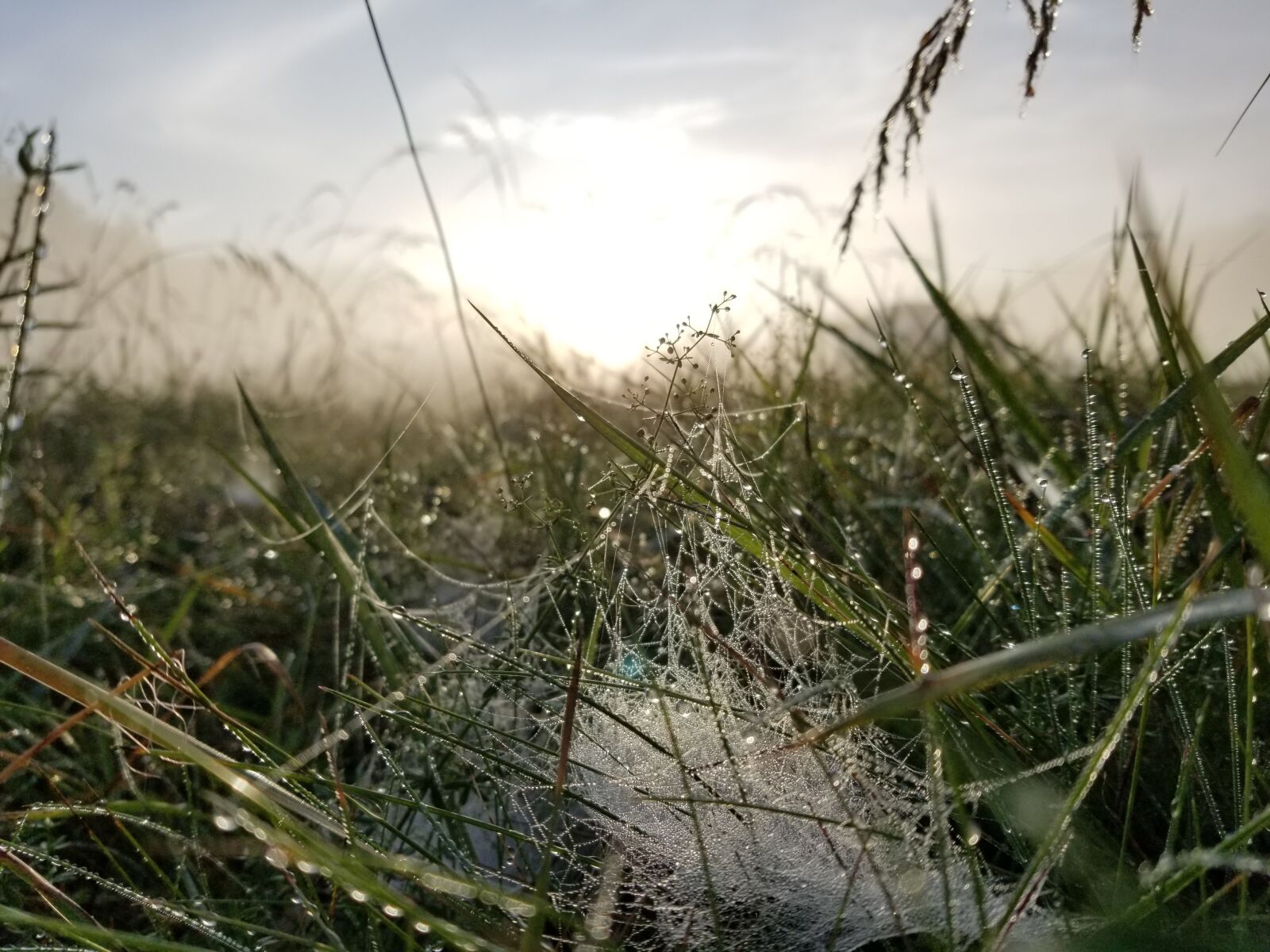 Samsung Galaxy S8+ sample photo. Sunrise, dew, nature photography