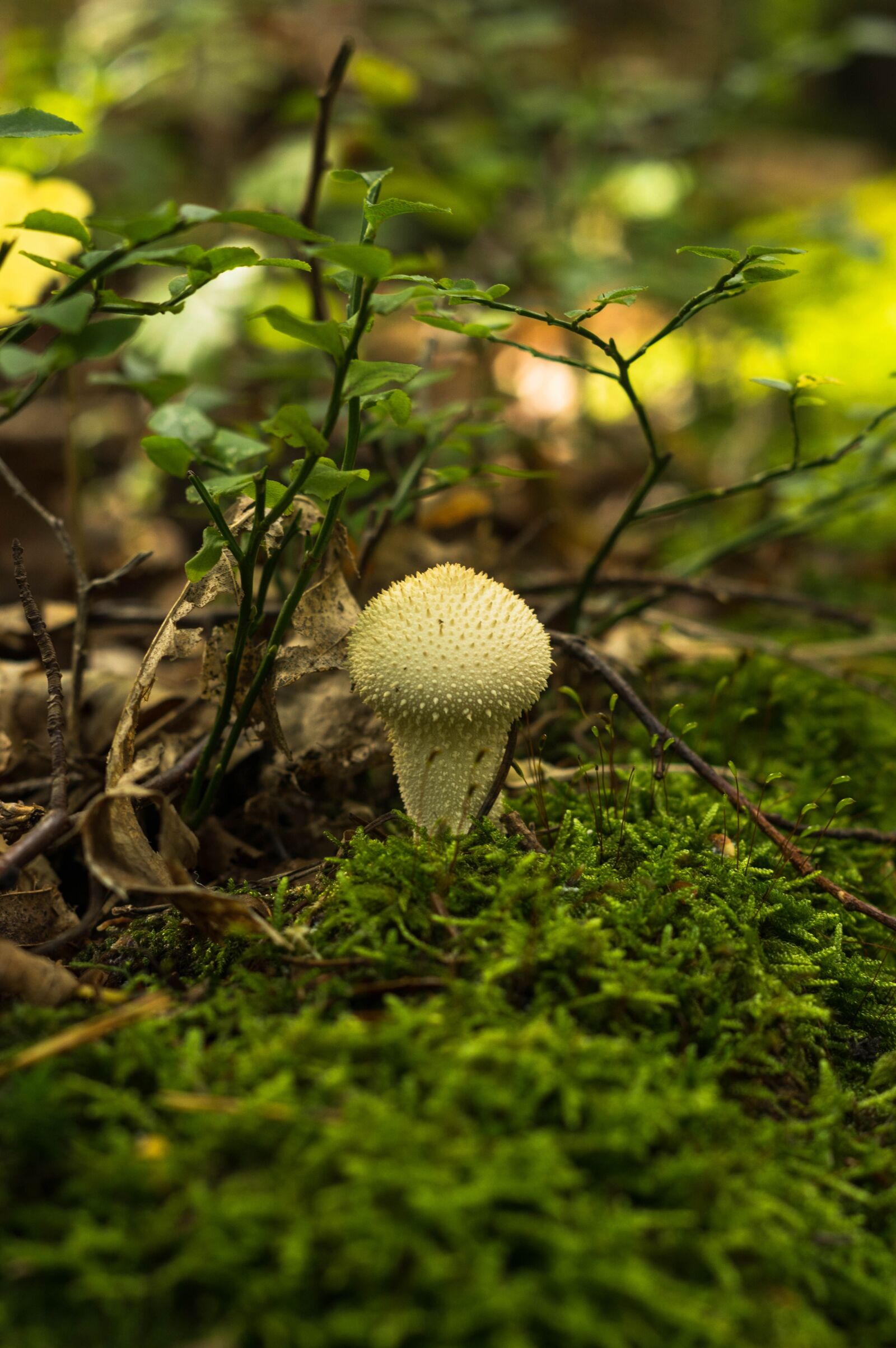 Pentax smc DA 50mm F1.8 sample photo. Mushroom, nature, forest photography