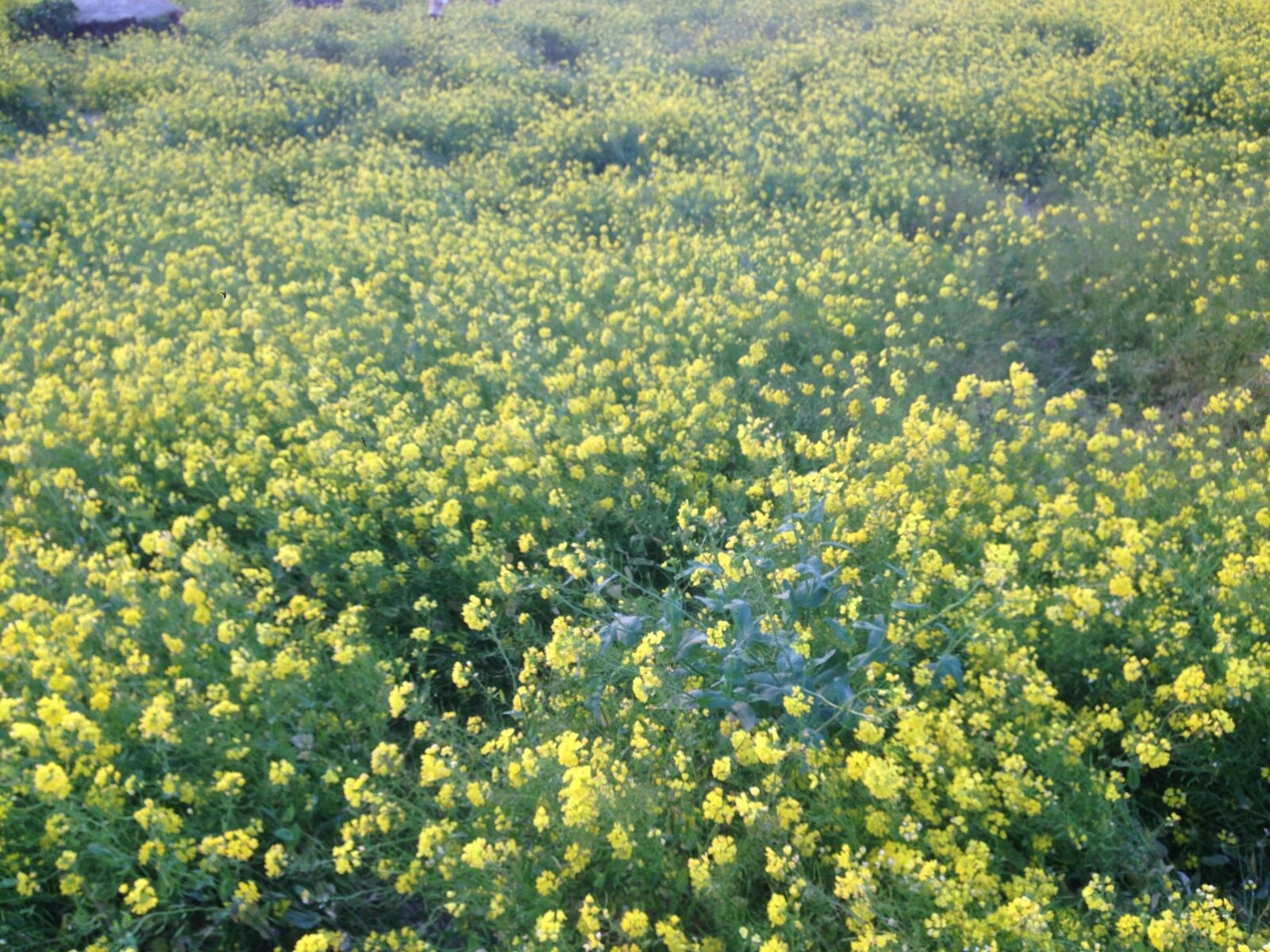 iPhone 5 back camera 4.12mm f/2.4 sample photo. Rape flowers, jeju, rapeseed photography