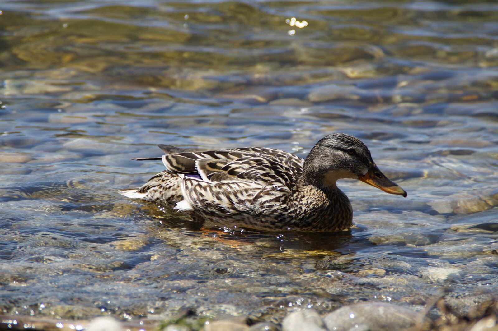 Sony SLT-A58 sample photo. Ducks, mallards, birds photography