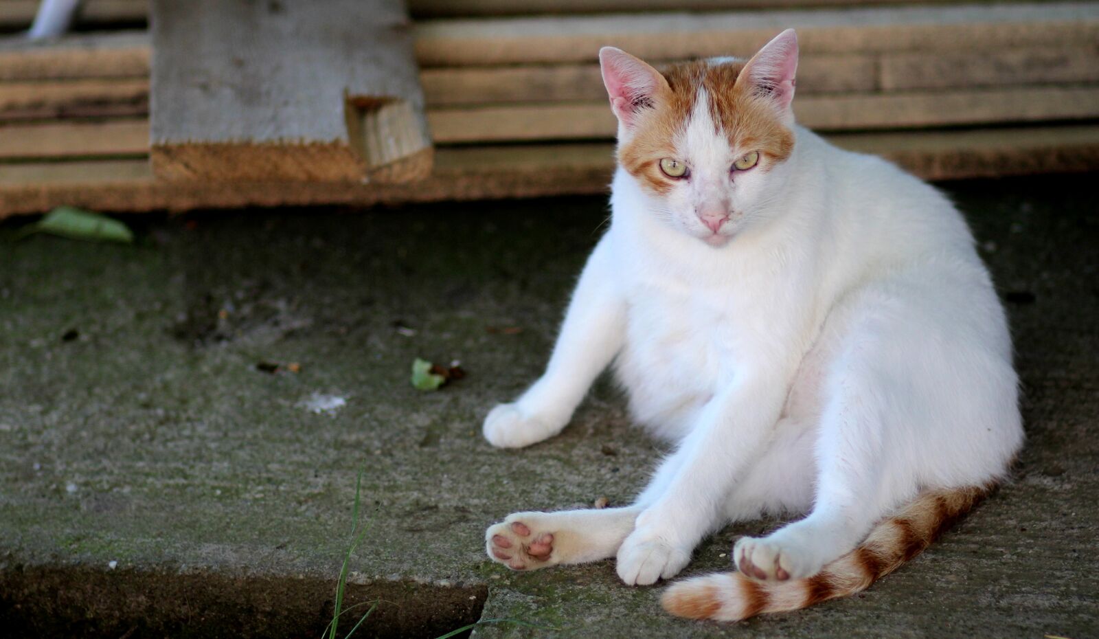 Canon EOS 700D (EOS Rebel T5i / EOS Kiss X7i) + Canon EF 85mm F1.8 USM sample photo. Cat, white, orange photography