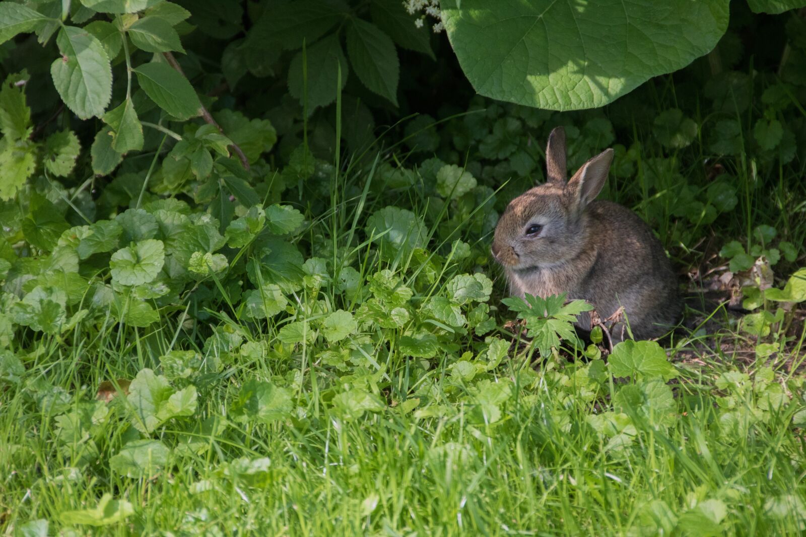 Canon EOS 750D (EOS Rebel T6i / EOS Kiss X8i) sample photo. Rabbit, meadow, park photography