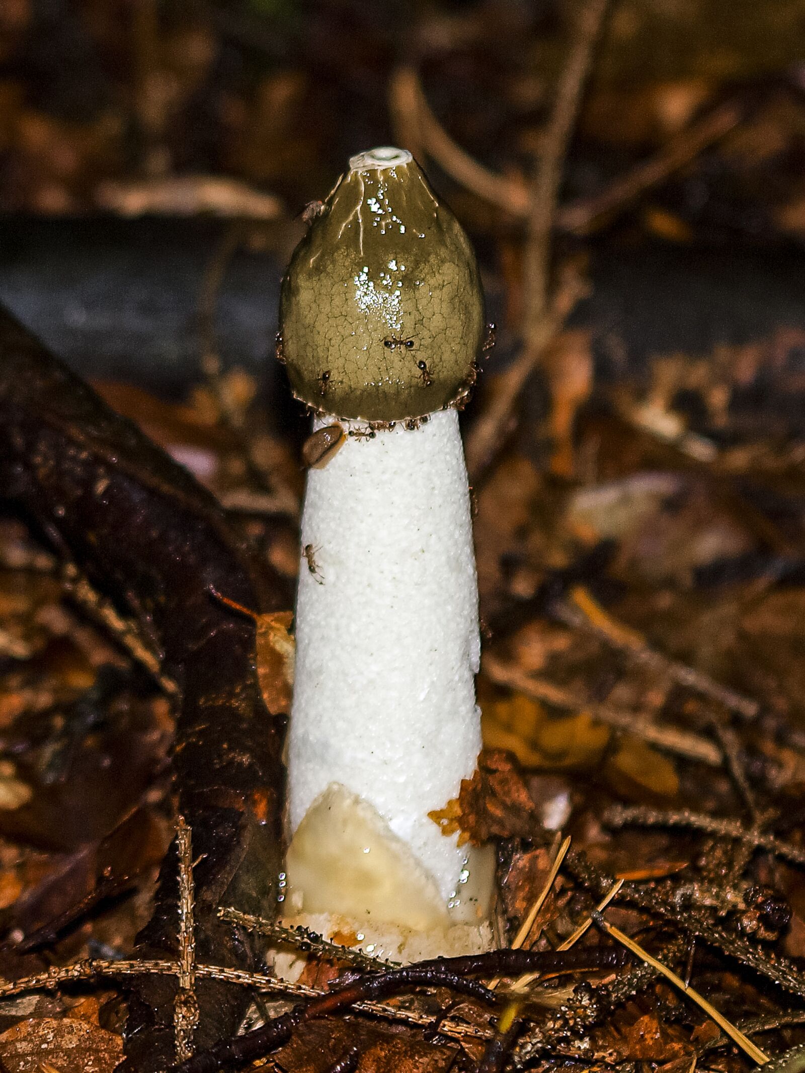 Olympus E-3 sample photo. Mushroom, forest, autumn photography