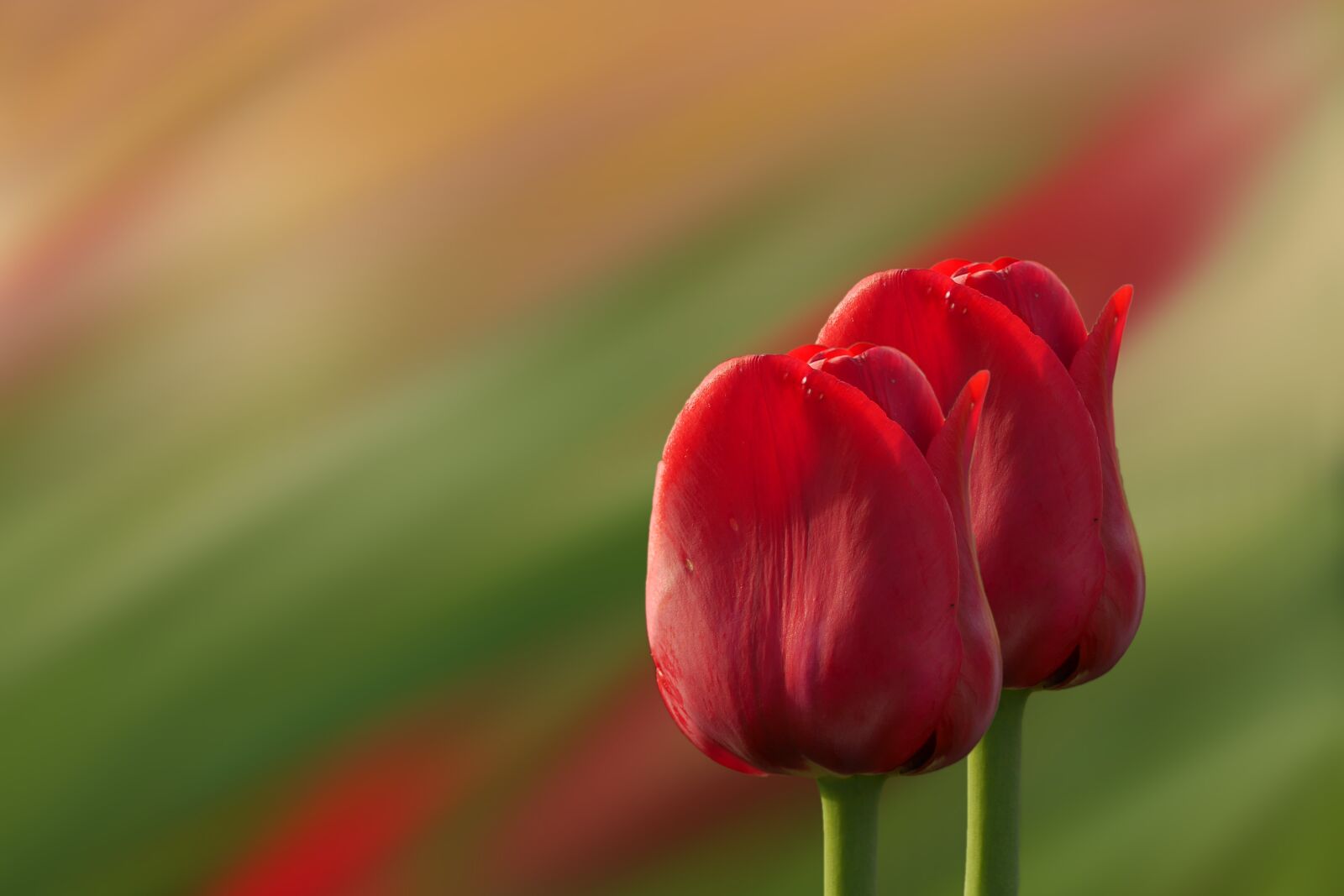 Panasonic Lumix DMC-GX7 sample photo. Tulips, red, flowers photography