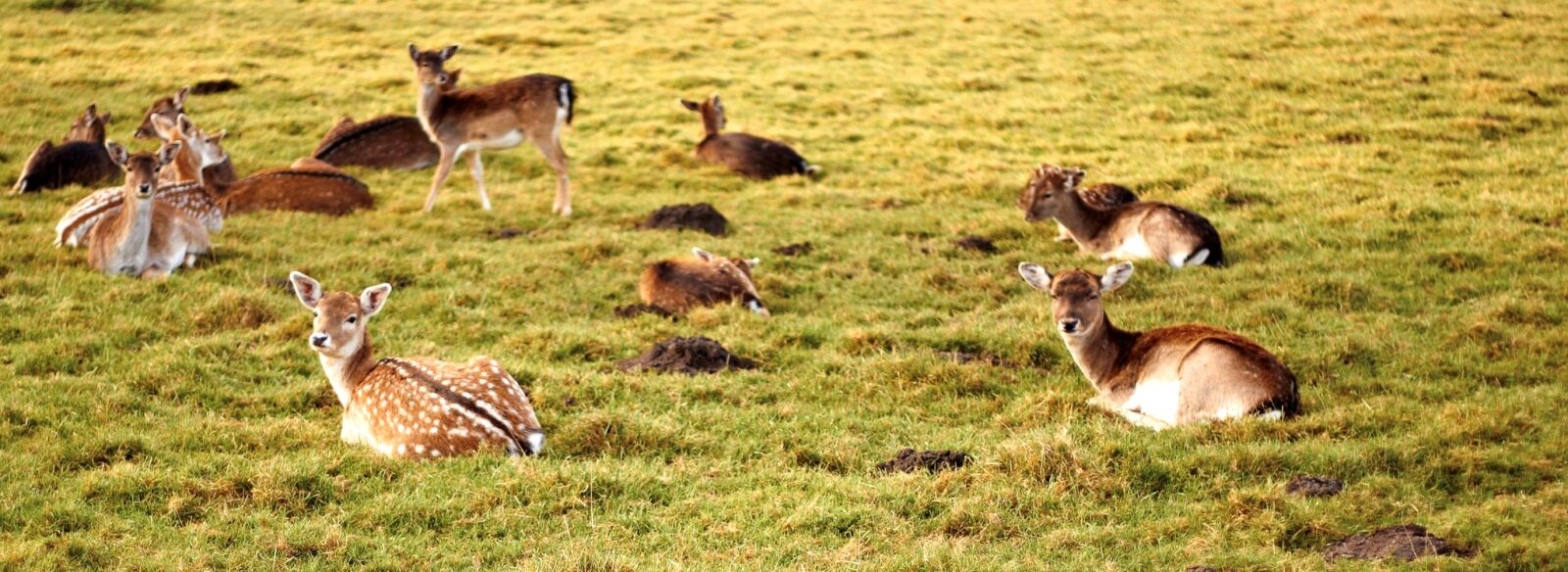 Canon EOS 500D (EOS Rebel T1i / EOS Kiss X3) sample photo. Meadow, rest, deer photography