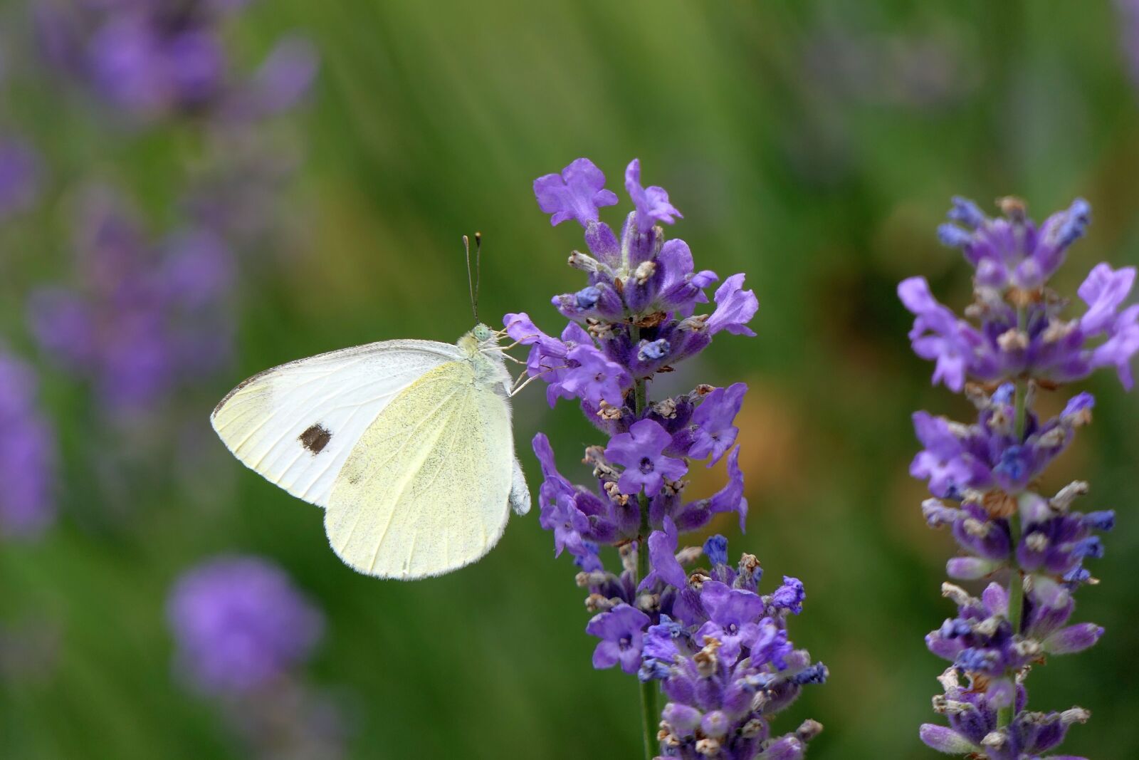 Panasonic Lumix DMC-FZ2500 (Lumix DMC-FZ2000) sample photo. Gonepteryx rhamni, butterfly, lavender photography