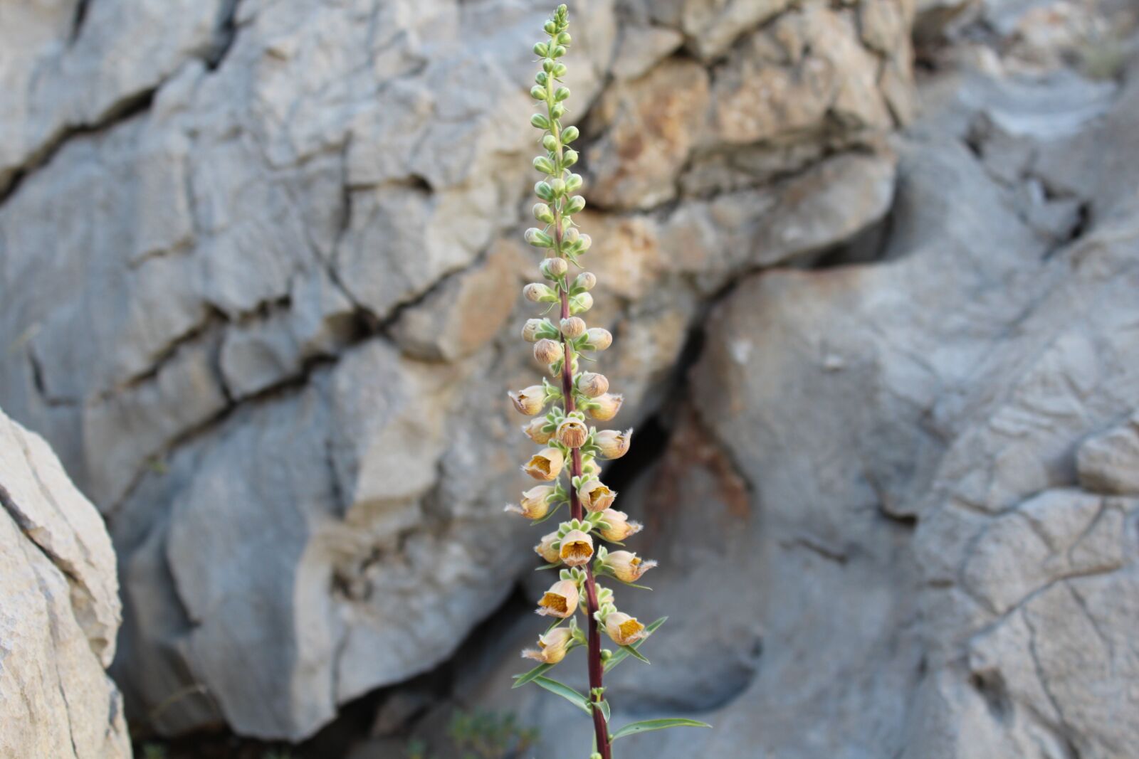 Canon EOS 600D (Rebel EOS T3i / EOS Kiss X5) sample photo. Endemic species, taurus mountains photography
