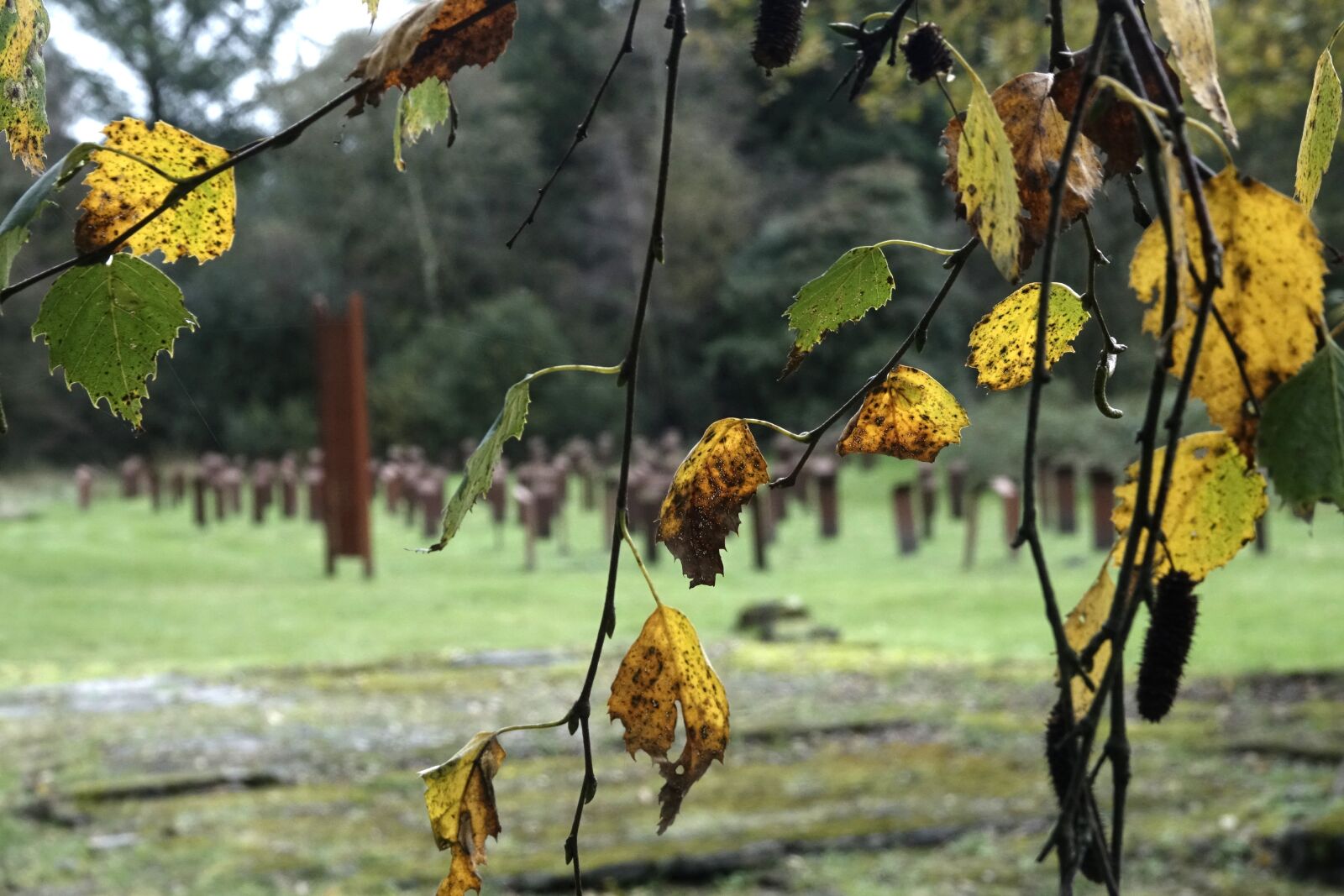 Sony Cyber-shot DSC-RX10 III sample photo. Autumn, leaves, tree photography