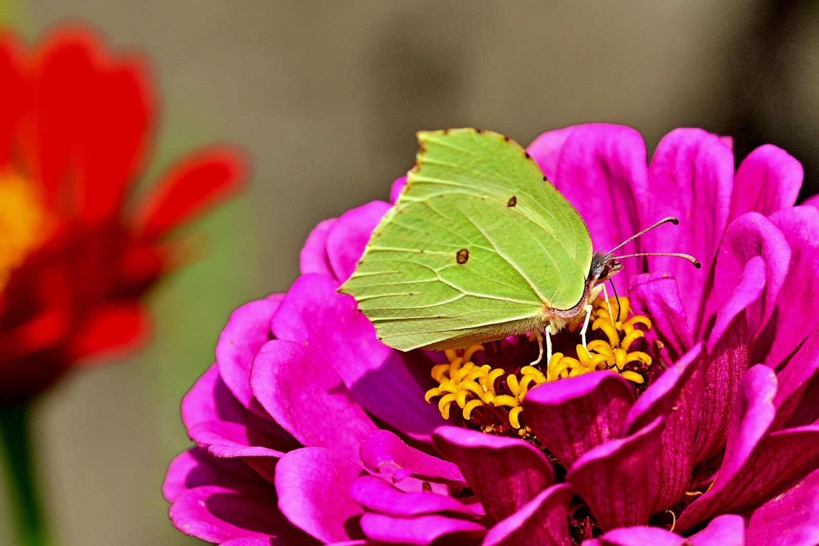 Nikon D5200 sample photo. Gonepteryx rhamni, zinnia, garden photography