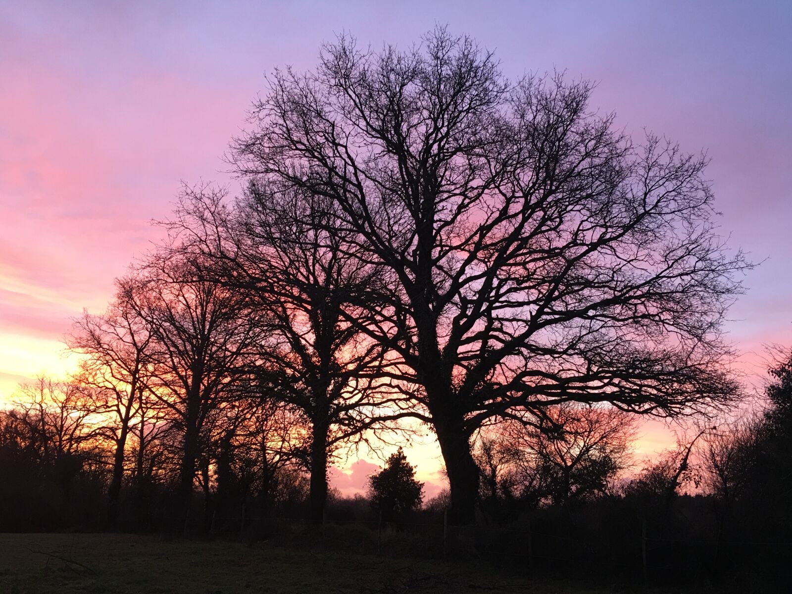 iPhone 6s Plus back camera 4.15mm f/2.2 sample photo. Tree, nature, landscape photography
