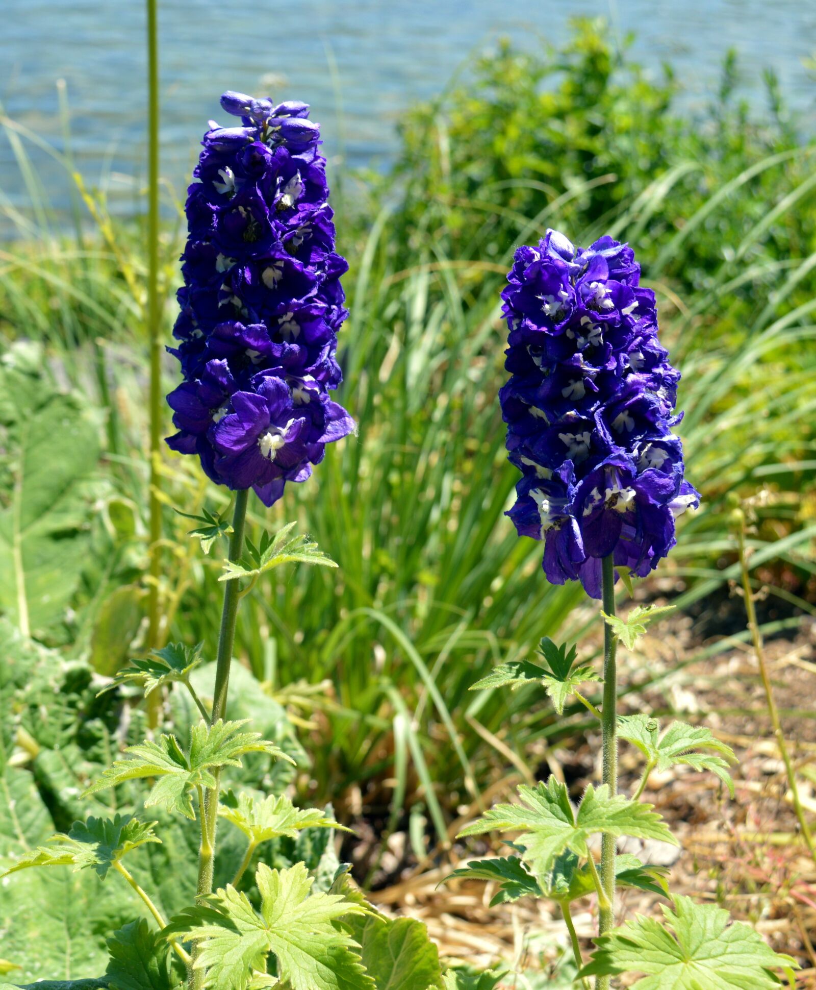 Nikon D3200 sample photo. Larkspur, flower, blue photography