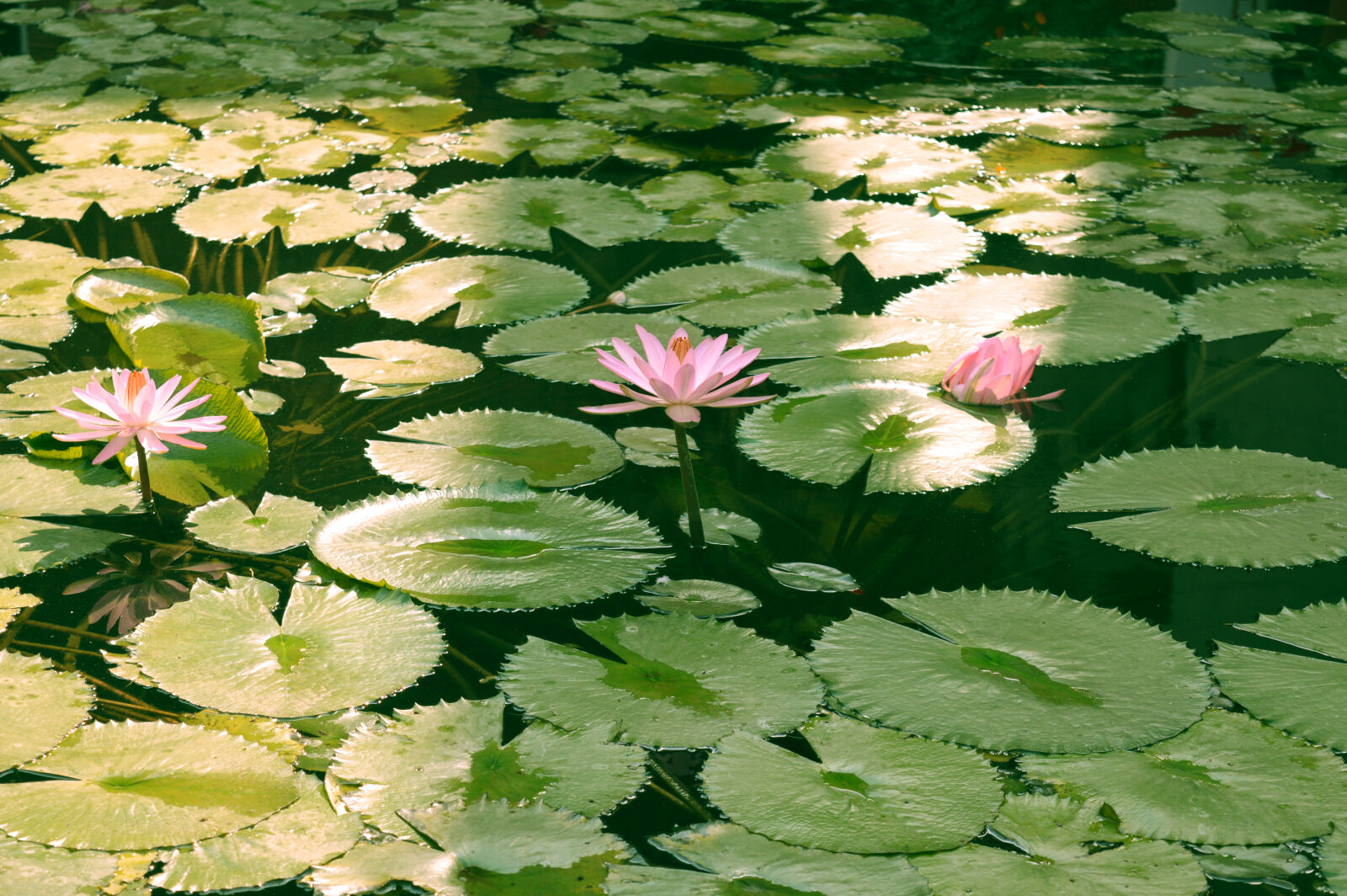 Nikon D3200 sample photo. Green, lotus, pond photography