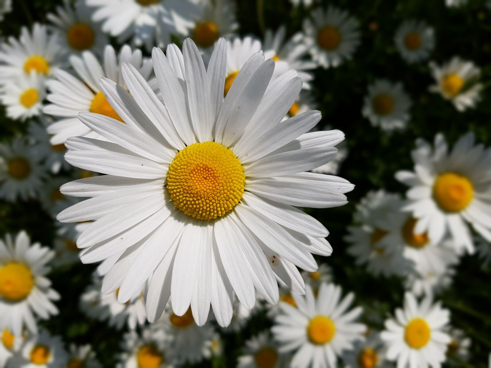 Samsung Galaxy S7 Edge sample photo. Marguerite, flower, garden photography