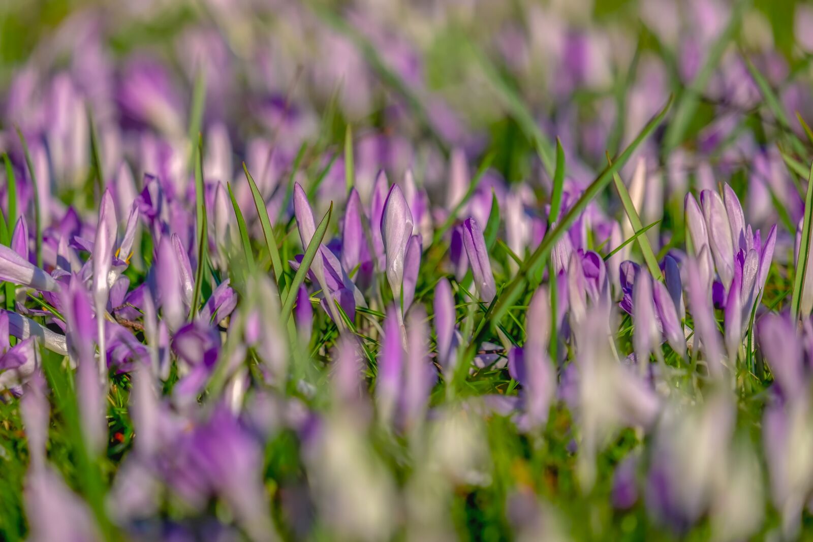 Fujifilm XF 55-200mm F3.5-4.8 R LM OIS sample photo. Crocus, spring, flowers photography