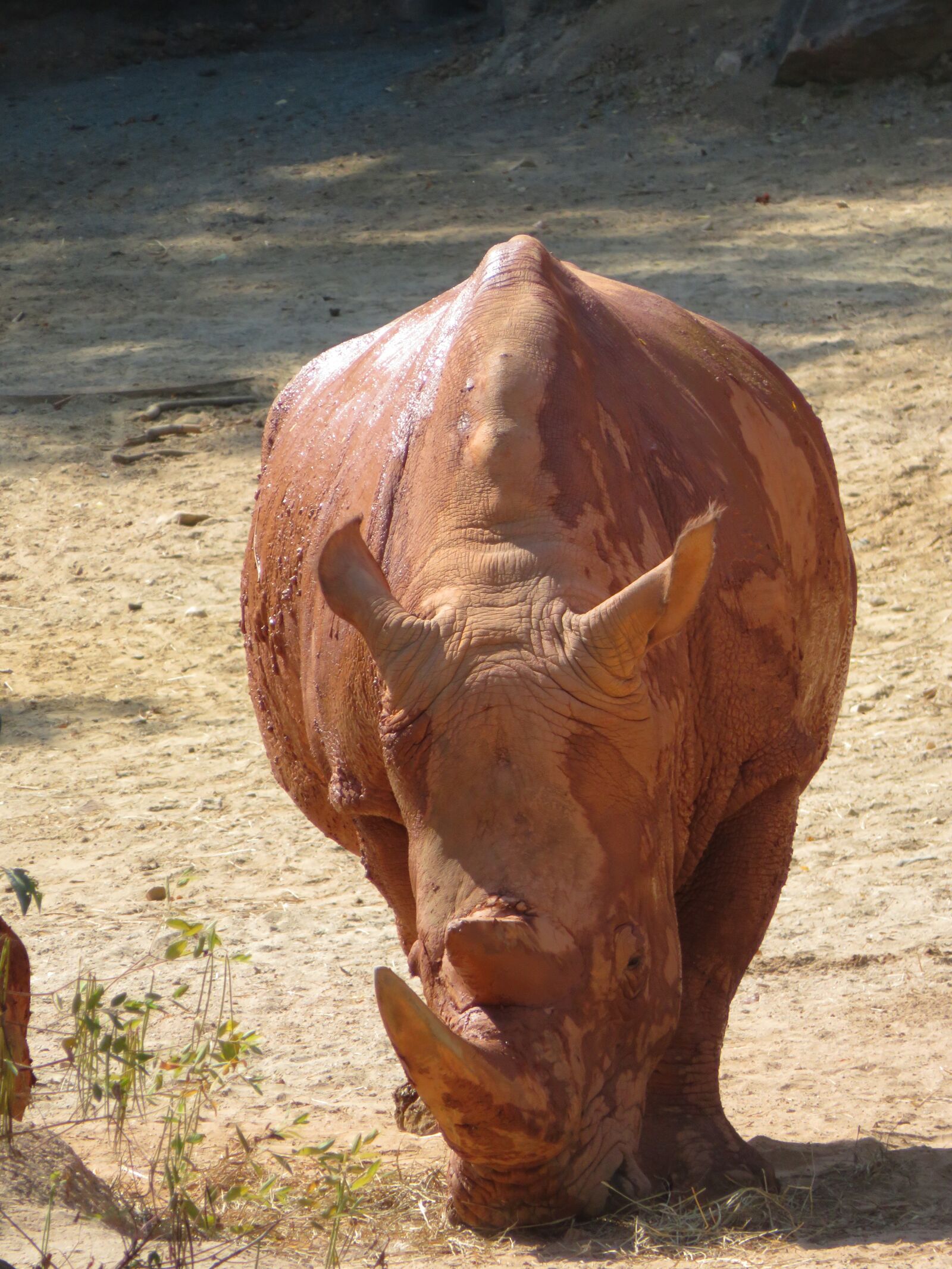 Canon PowerShot SX720 HS sample photo. Rhino, zoo, animal photography