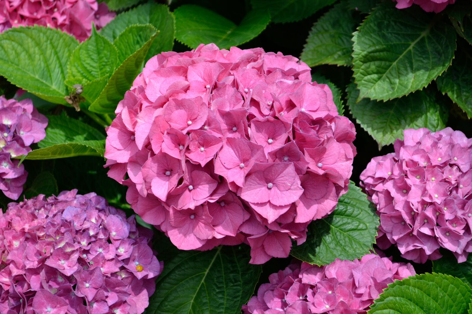 Nikon D3100 sample photo. Purple flower, flowers, garden photography