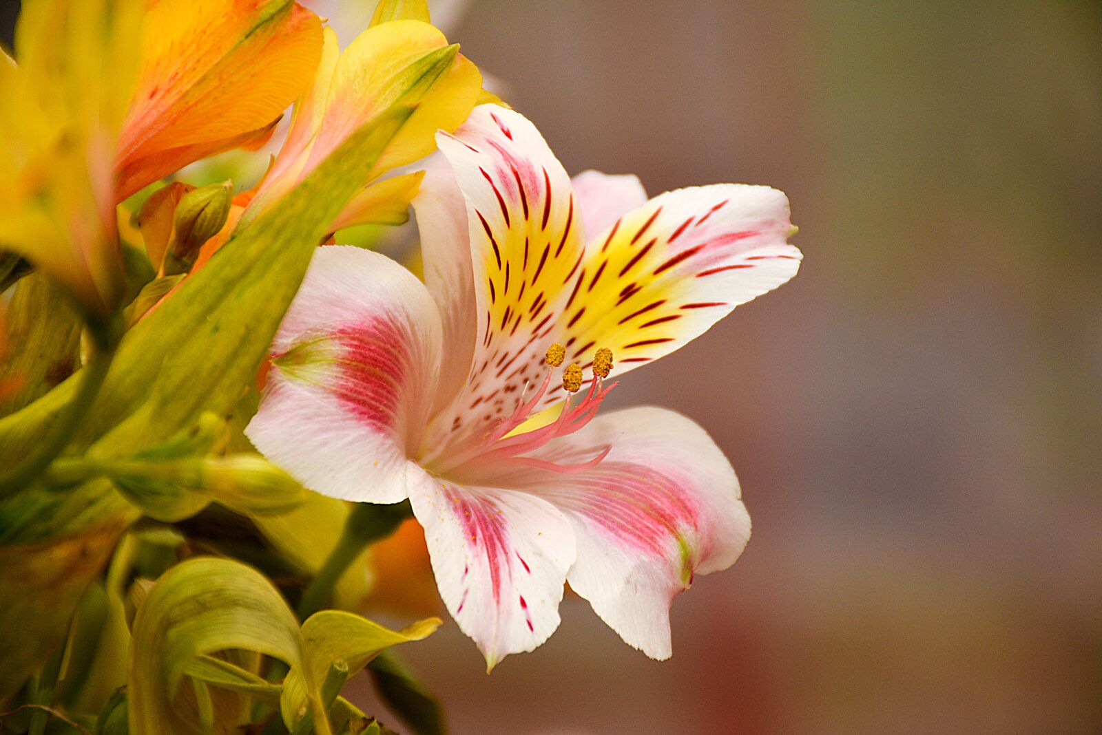 Nikon D7100 sample photo. Flower, flowers, forest photography