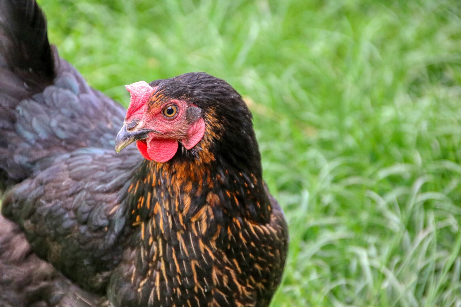 Canon EOS 80D sample photo. Chicken, hen, agriculture photography