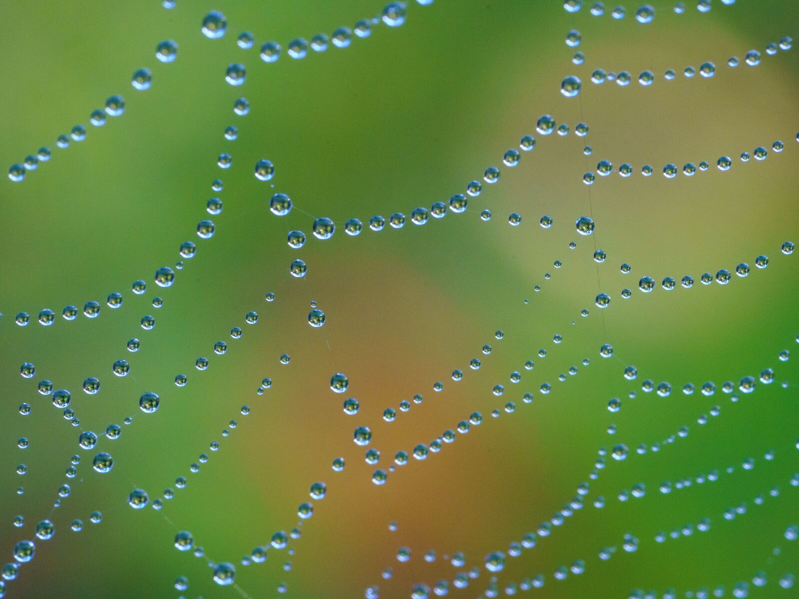 Sony FE 90mm F2.8 Macro G OSS sample photo. Drop, the dew, network photography