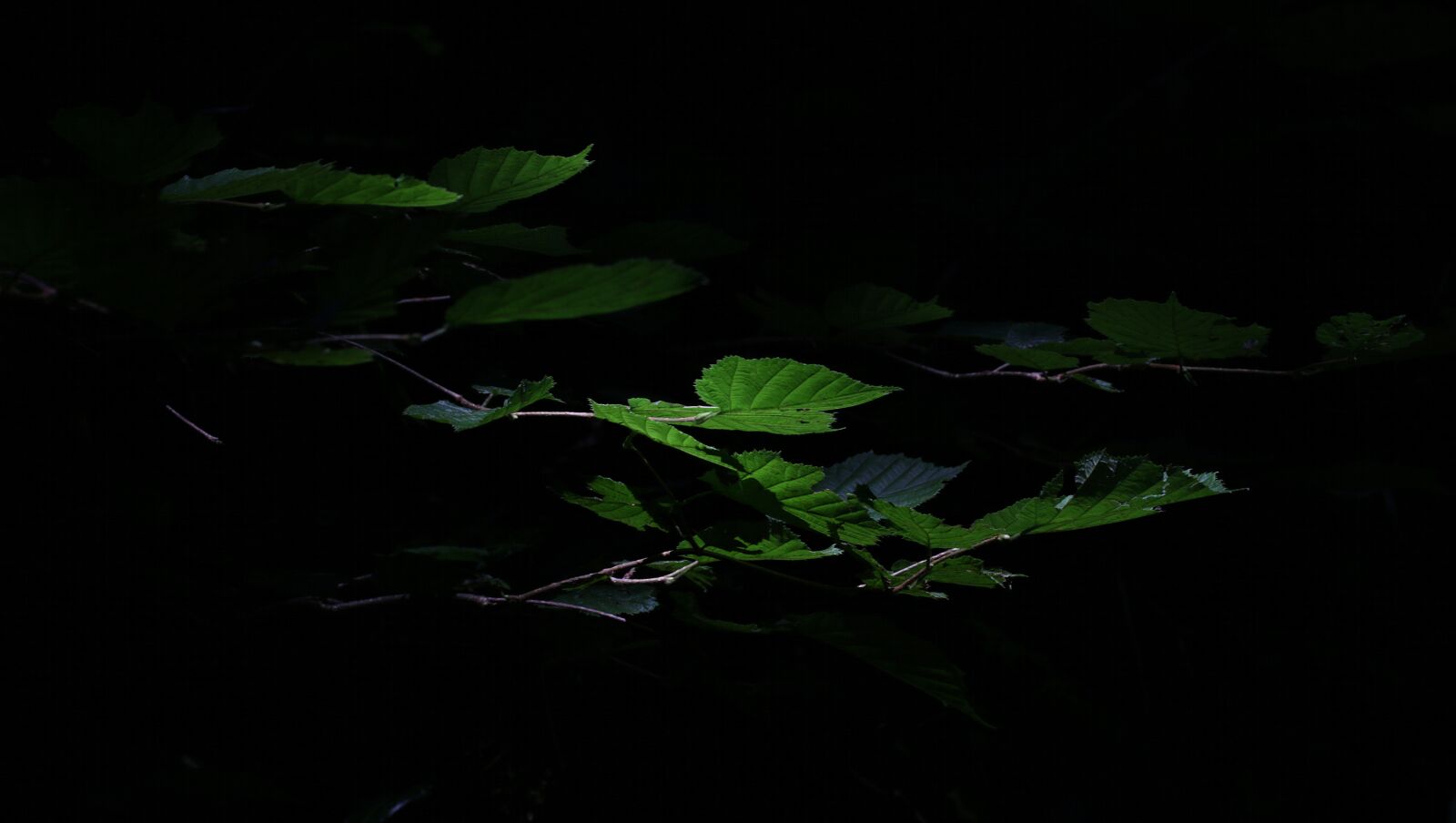 Canon EOS 70D sample photo. Leaves, light, dark photography
