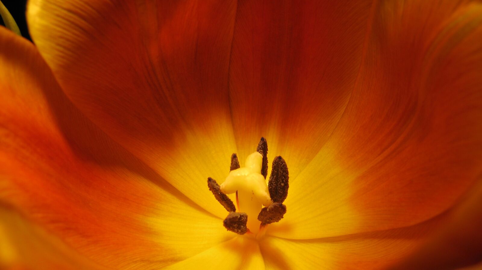 Canon POWERSHOT A720 IS sample photo. Tulip, pistil, blossom photography