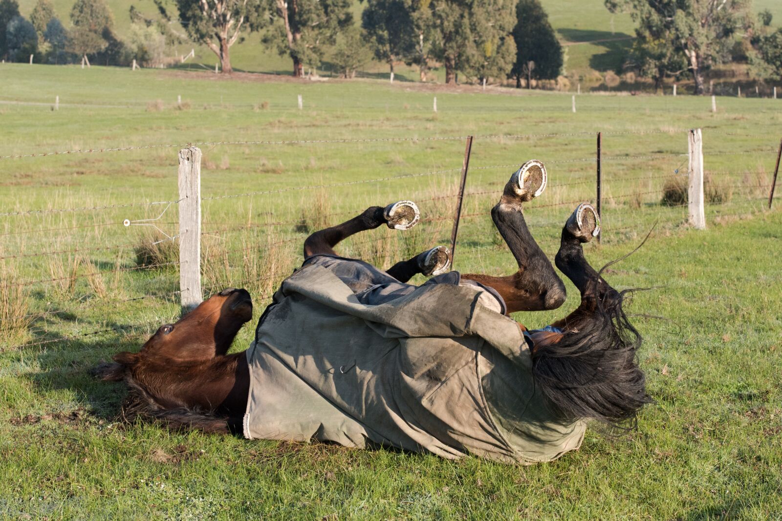 Nikon D750 sample photo. Horse, horse rug, equine photography