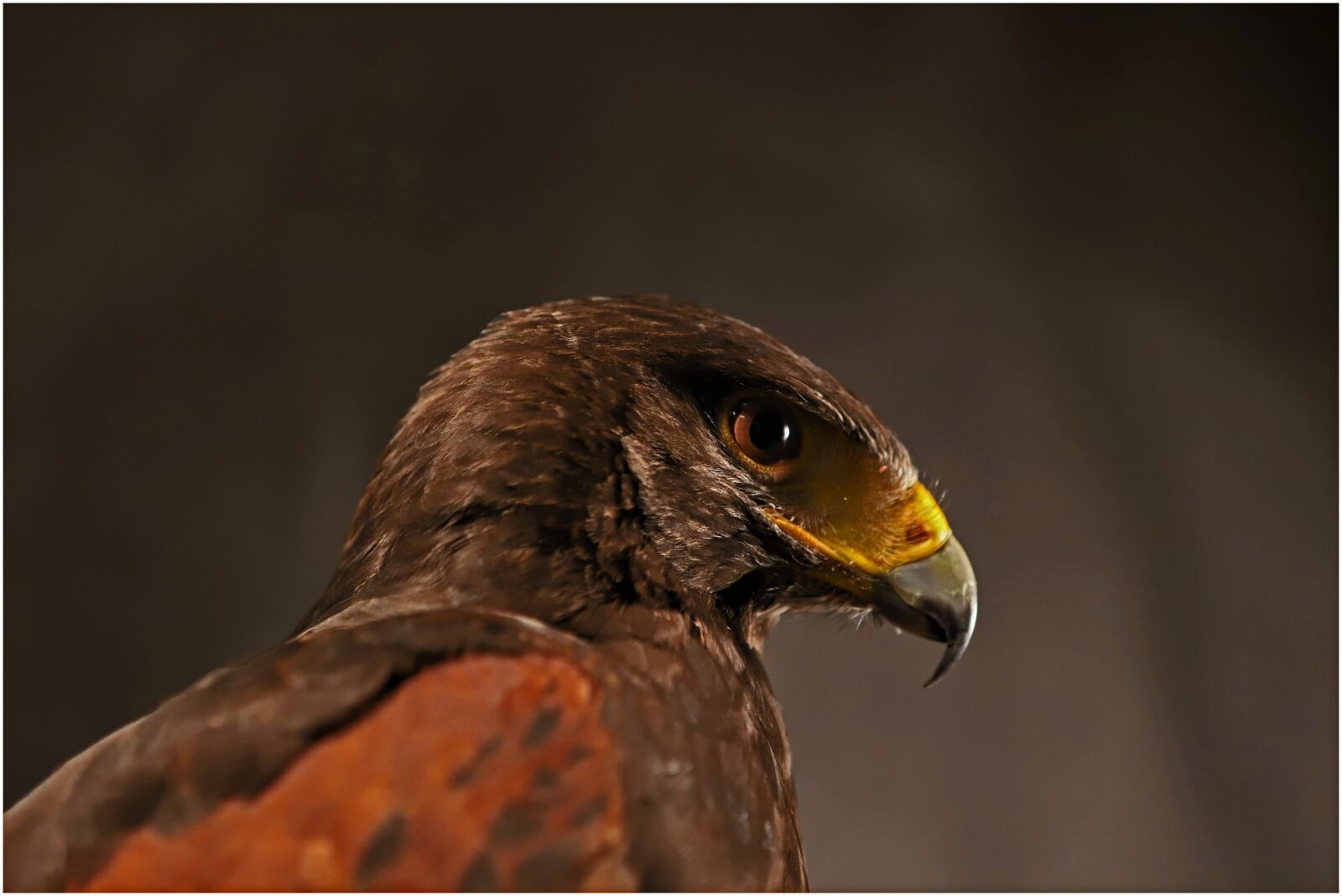 Canon EOS 6D Mark II sample photo. Bird, fauna, nature photography