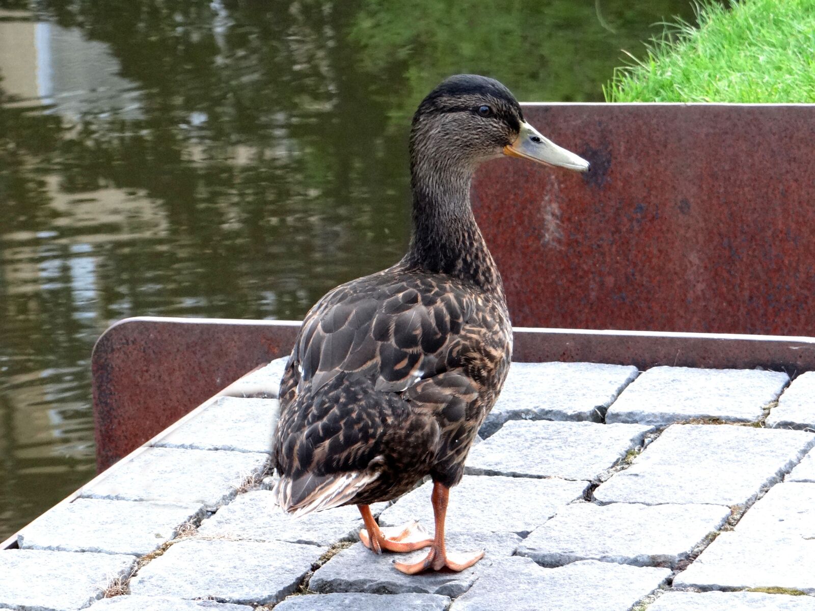 Sony DSC-HX200V sample photo. Duck, water bird, water photography