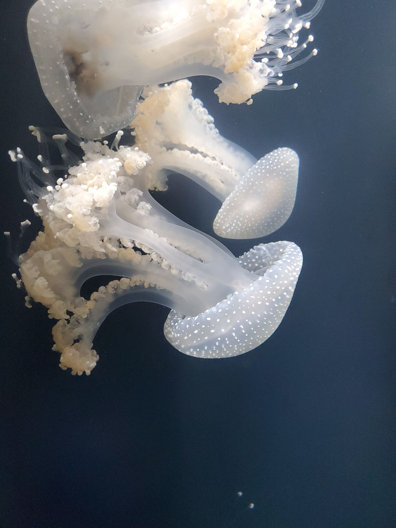 Samsung Galaxy S10e sample photo. Underwater, fish, jellyfish photography